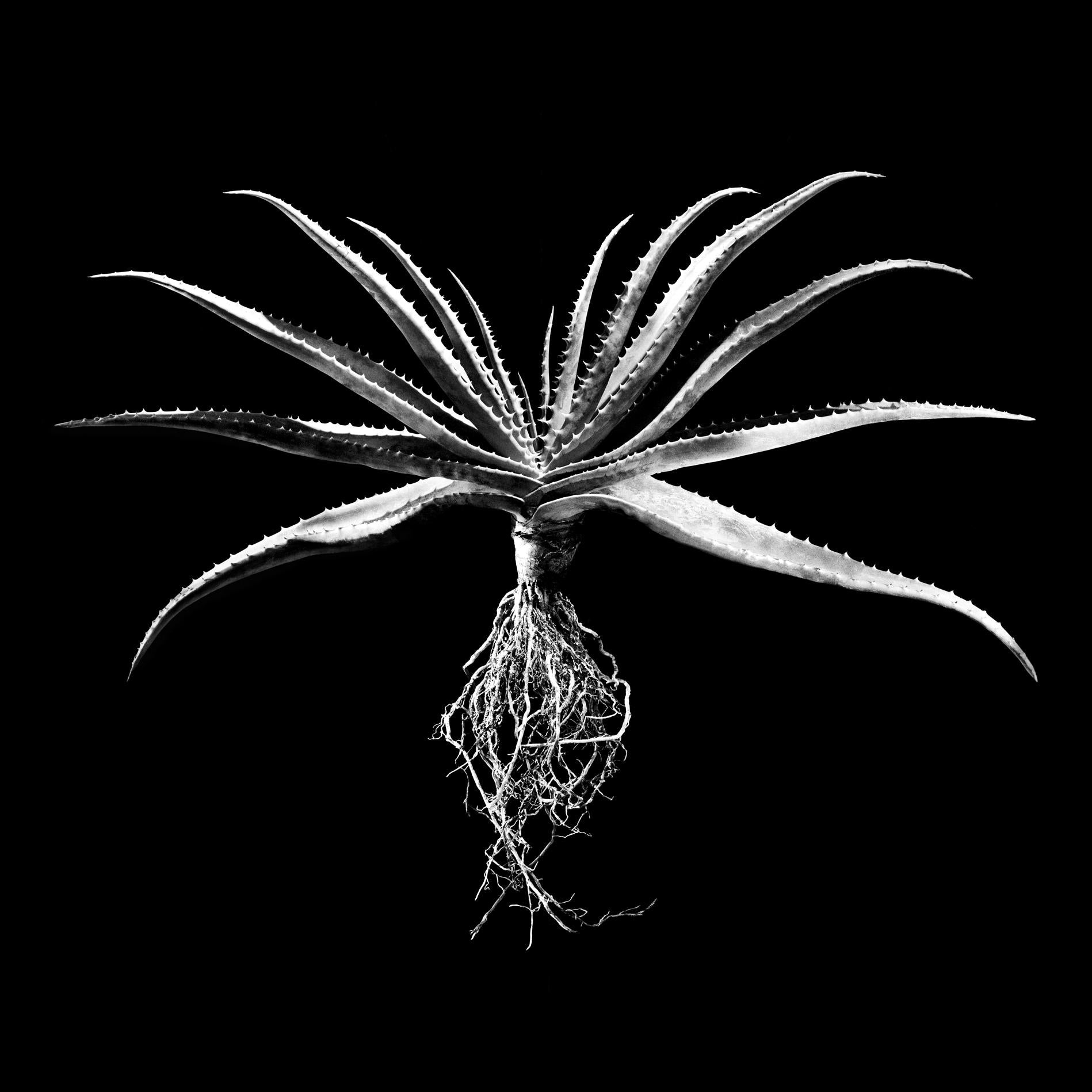 David Ballam Rolled Canvas Prints - Aloe Collection (120cm x 180cm)