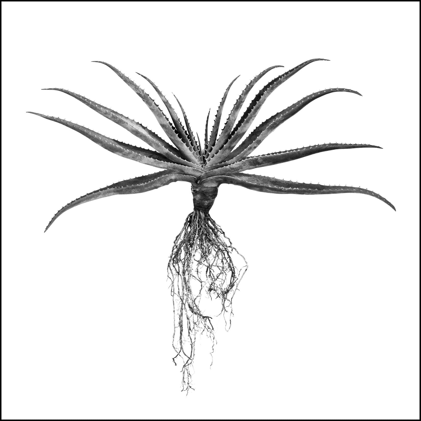 David Ballam Rolled Canvas Prints - Aloe Collection (120cm x 180cm)