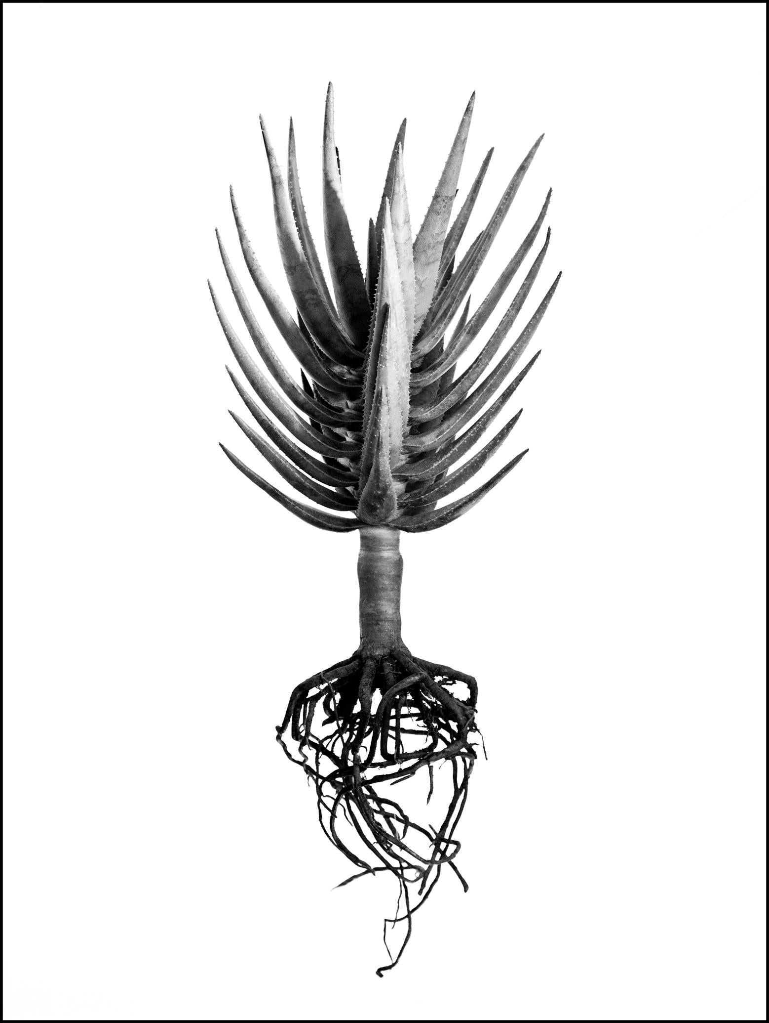 David Ballam Rolled Canvas Prints - Aloes Collection (120cm x 80cm)