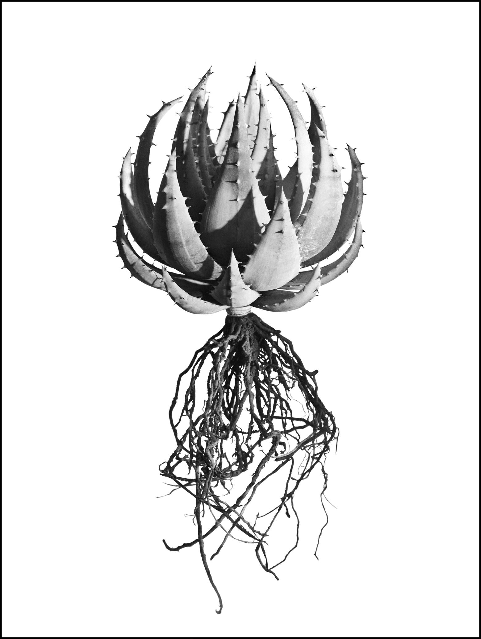 David Ballam Rolled Canvas Prints - Aloes Collection (120cm x 80cm)