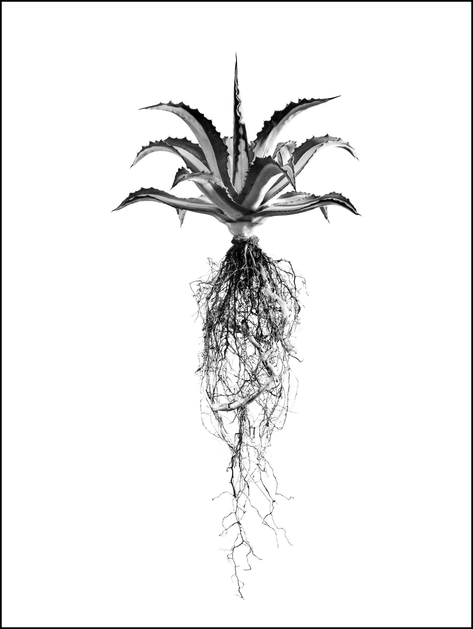 David Ballam Rolled Canvas Prints - Aloes Collection (120cm x 80cm)