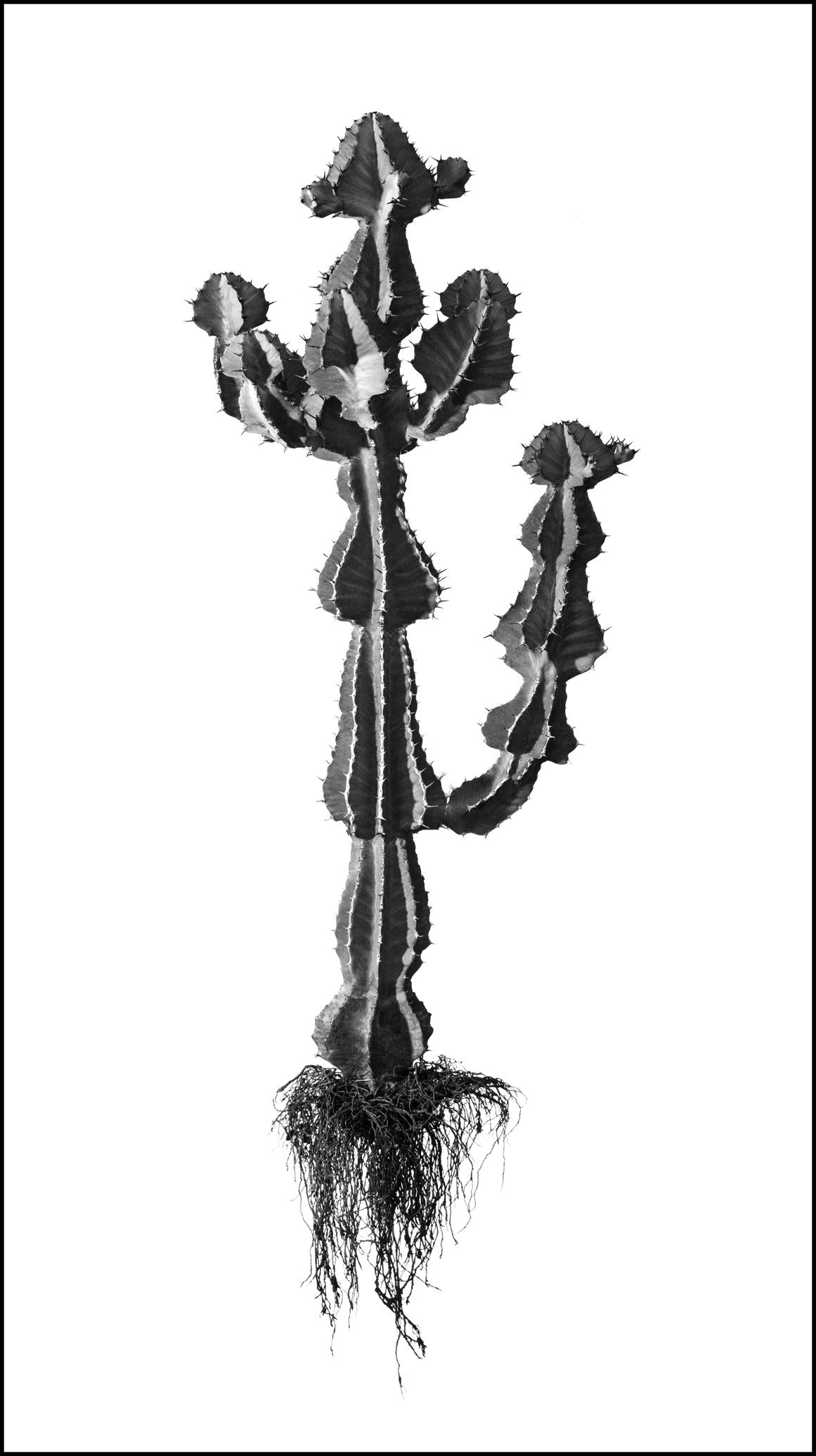 David Ballam Rolled Canvas Prints - Aloes Collection (120cm x 80cm)