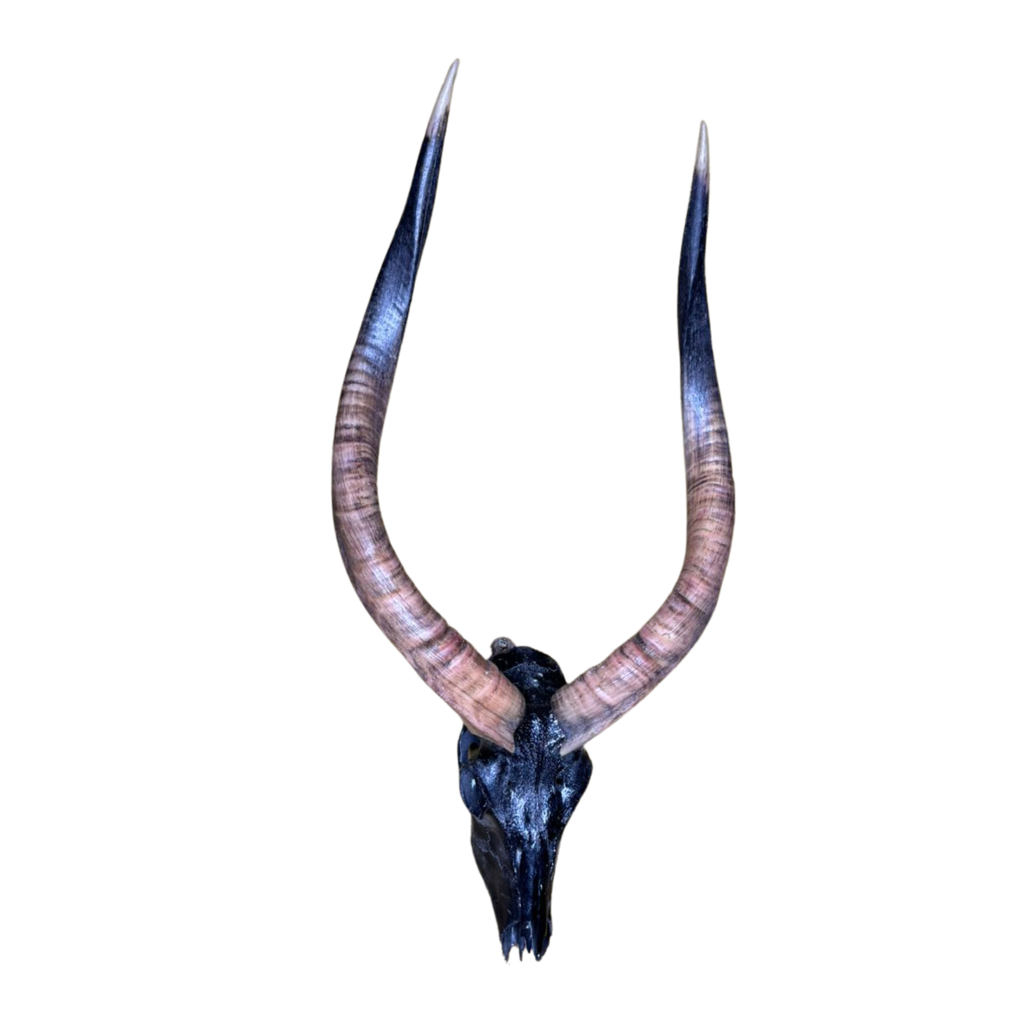 Black Nyala Skull