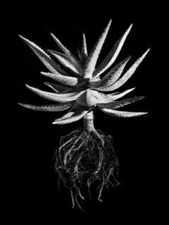 David Ballam Rolled Canvas Prints - Aloes Collection (120cm x 80cm)
