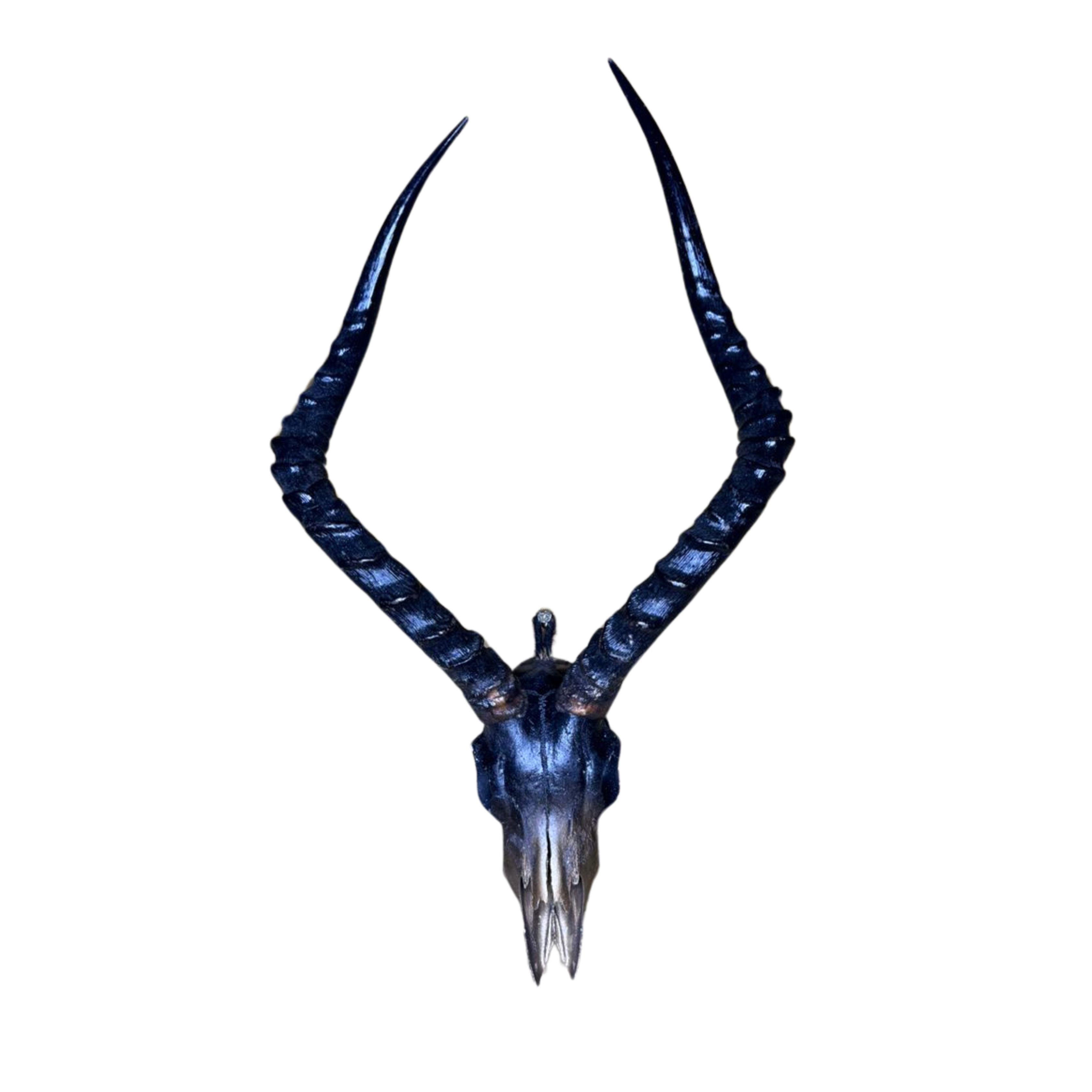 Ombre Impala Skull
