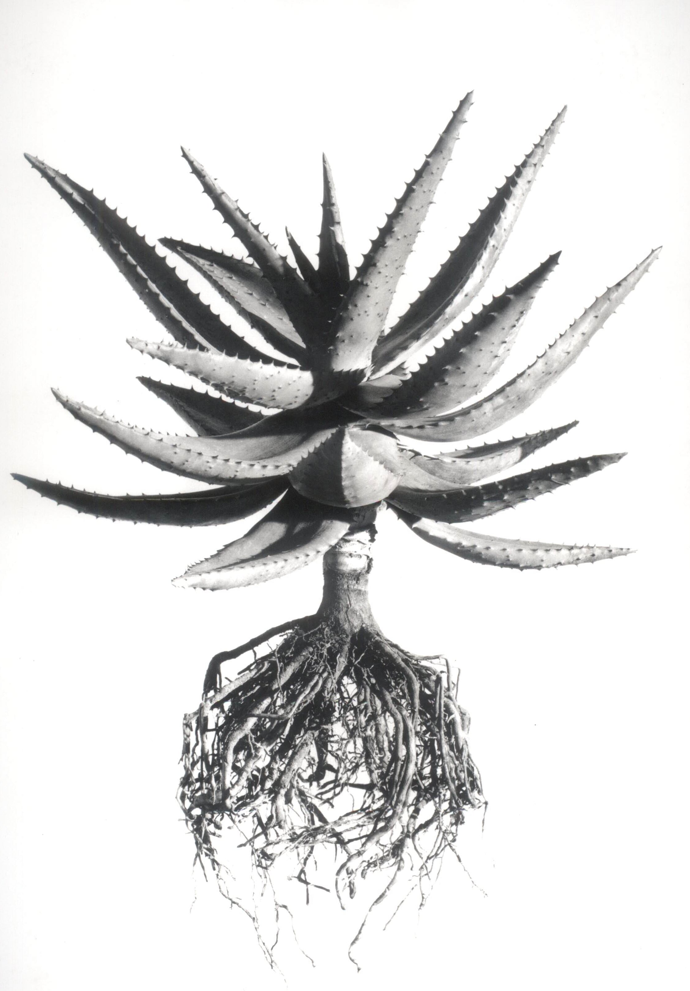 David Ballam Rolled Canvas Prints - Aloes Collection (120cm x 80cm)