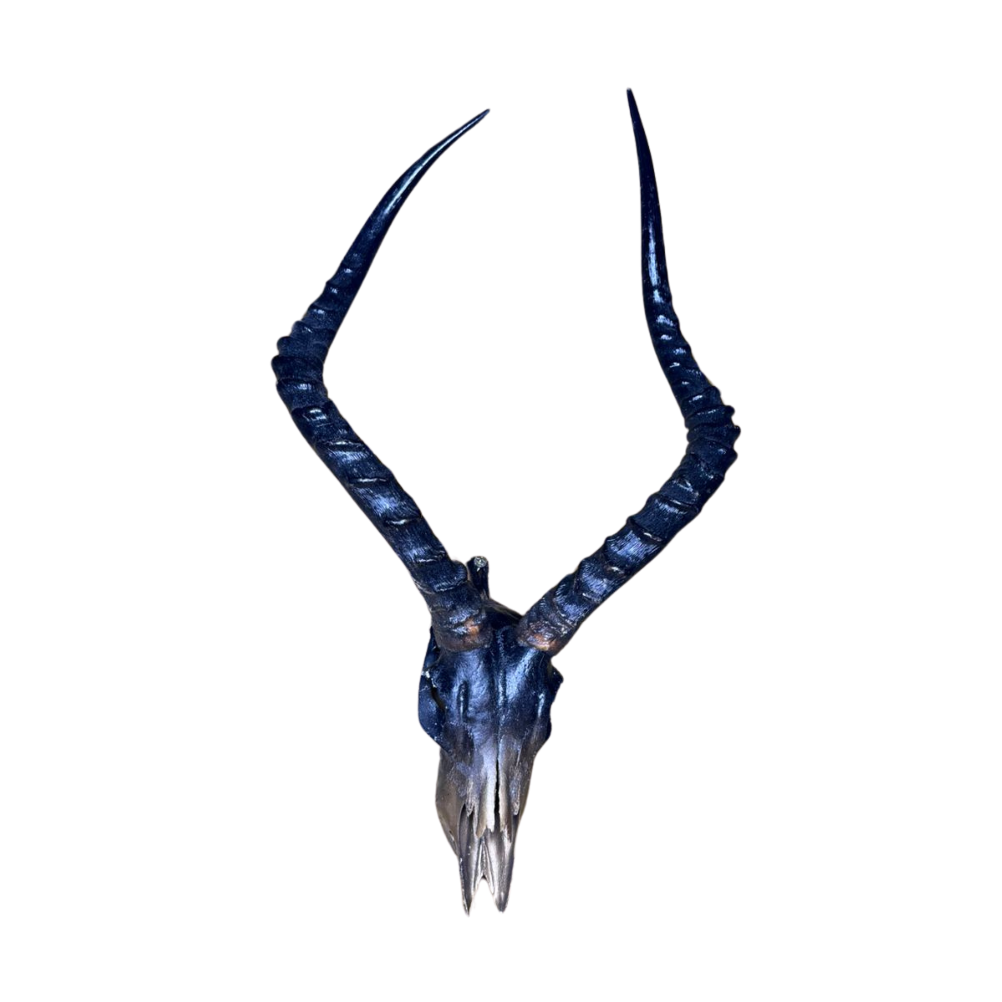 Ombre Impala Skull