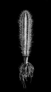 David Ballam Rolled Canvas Prints - Aloes Collection (120cm x 80cm)