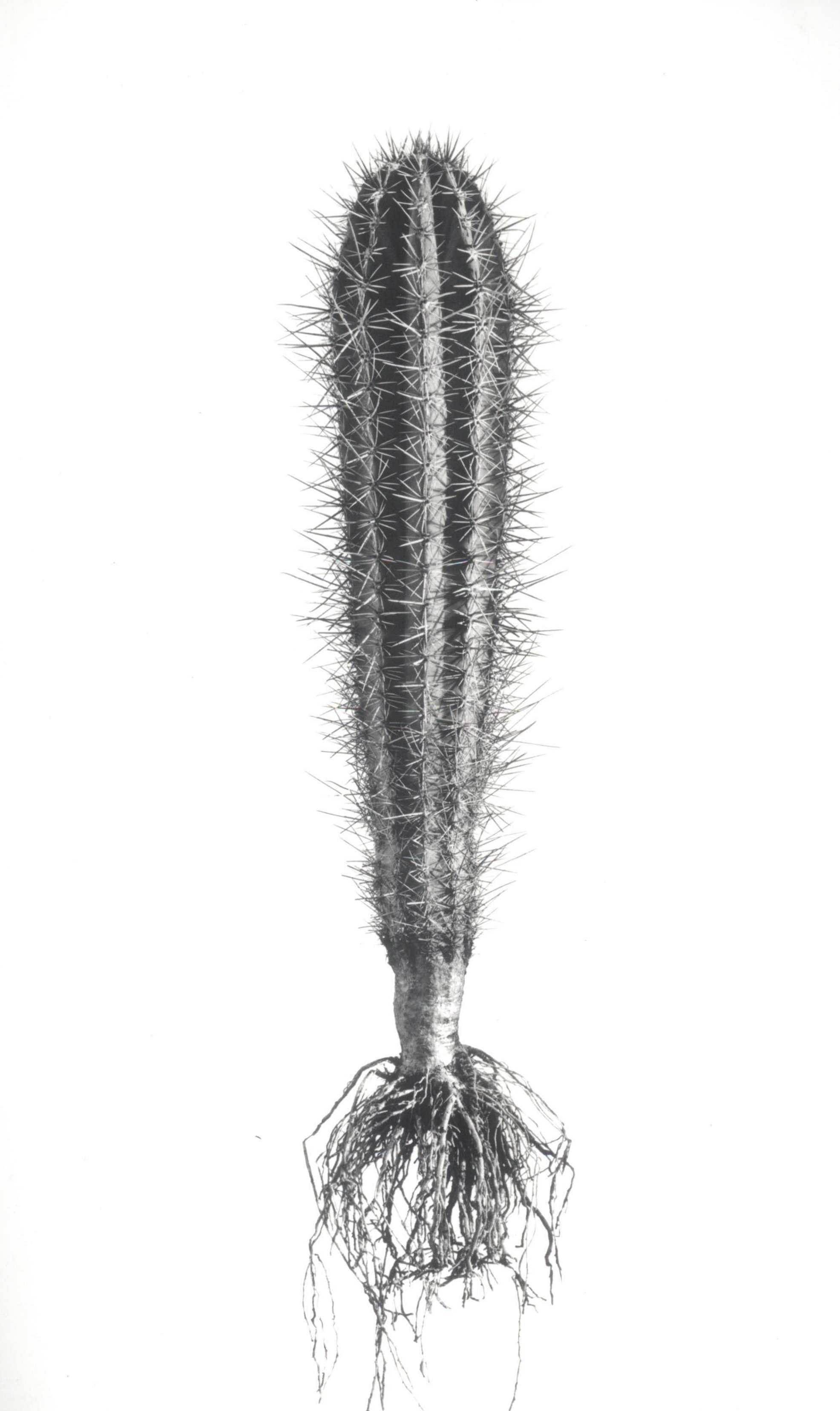 David Ballam Rolled Canvas Prints - Aloes Collection (120cm x 80cm)