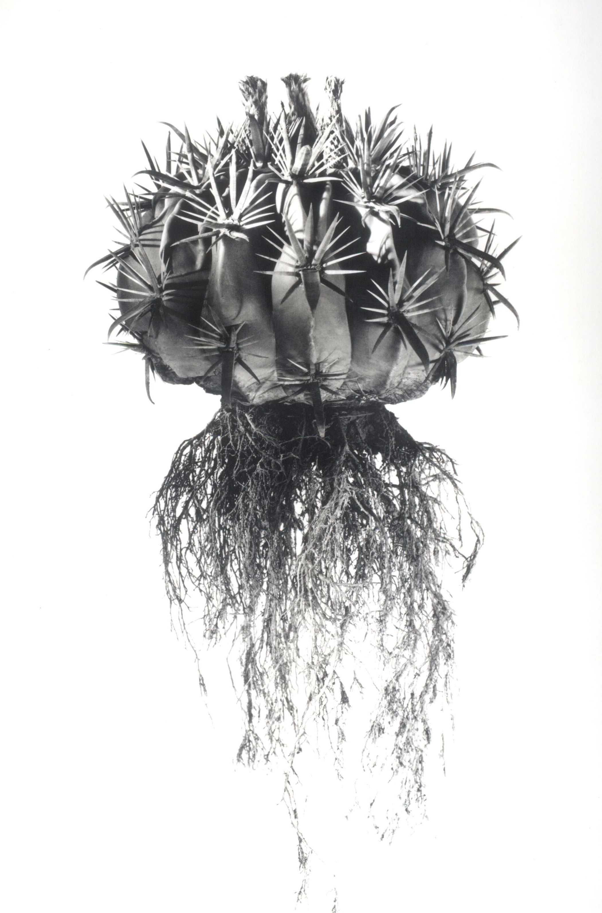 David Ballam Rolled Canvas Prints - Aloes Collection (120cm x 80cm)