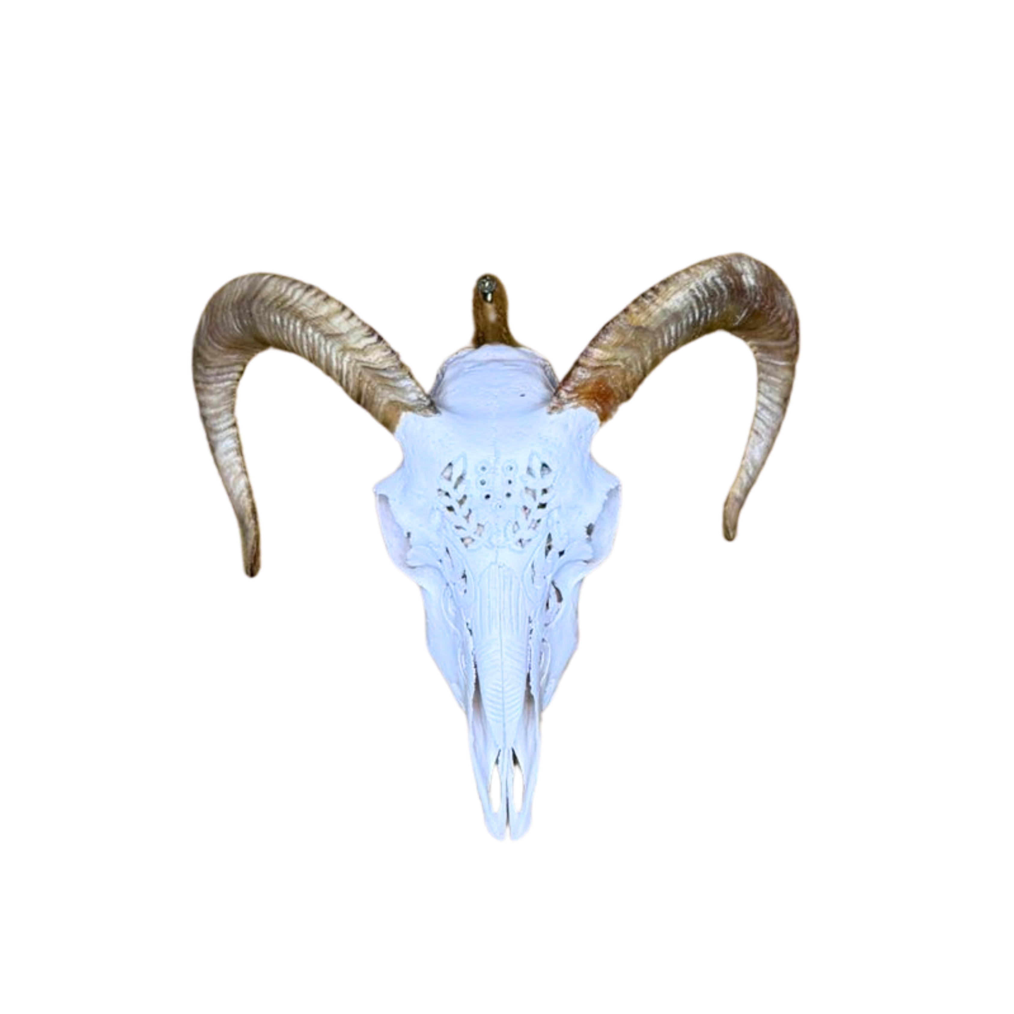 Carved Merino Ewe Skull