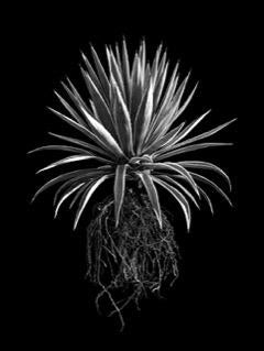 David Ballam Rolled Canvas Prints - Aloes Collection (120cm x 80cm)