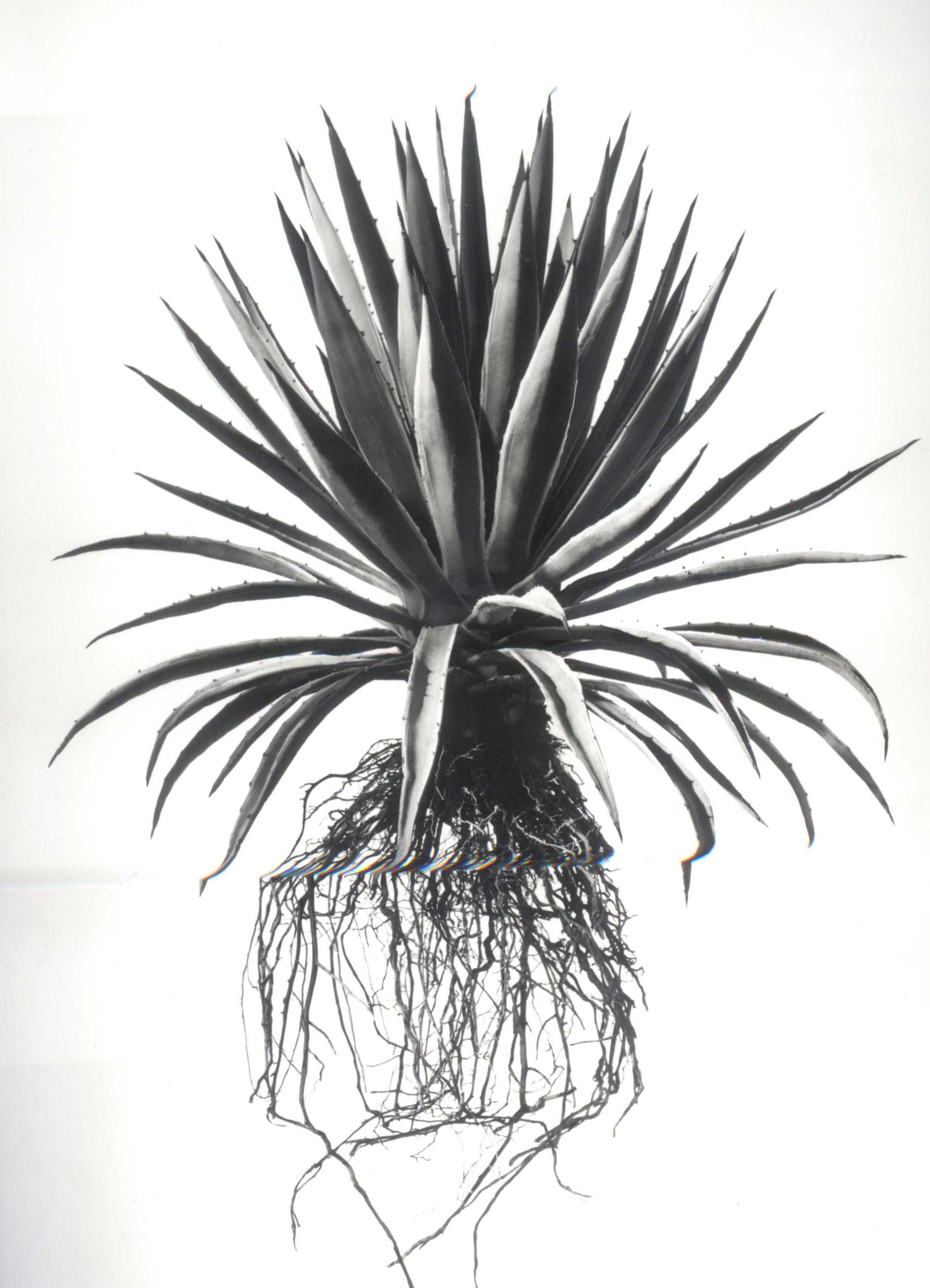 David Ballam Rolled Canvas Prints - Aloes Collection (120cm x 80cm)