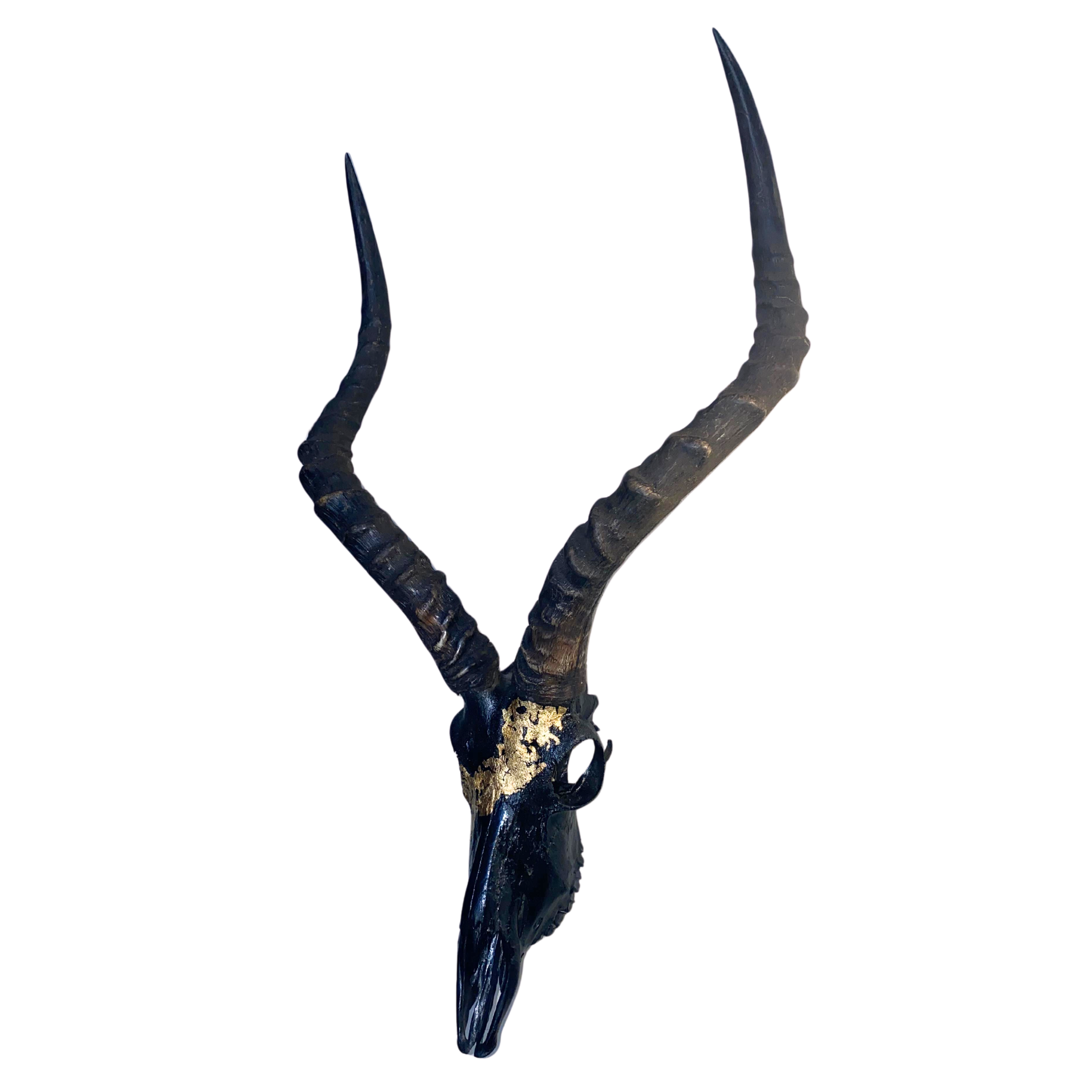 Gold Inlay Impala Skull