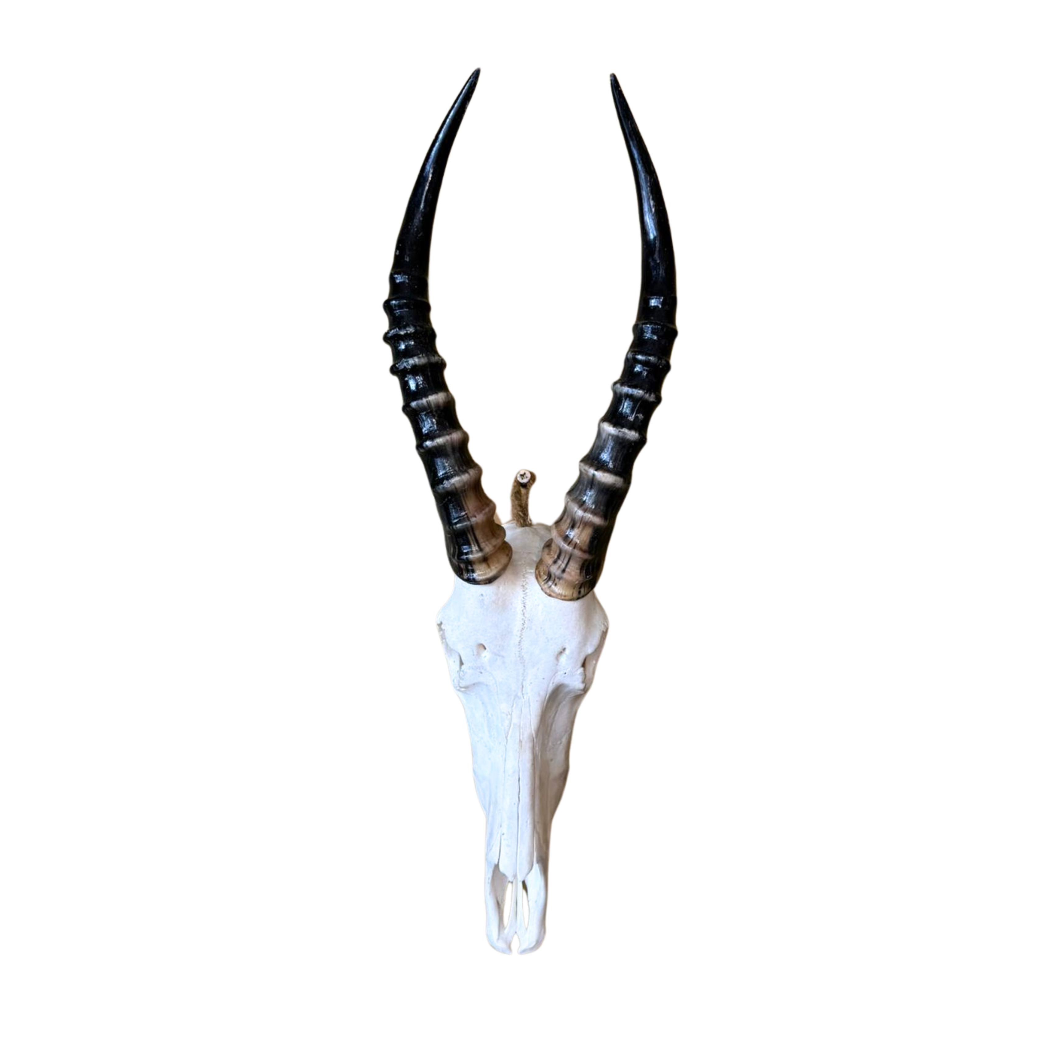 Plain Blesbok Skull