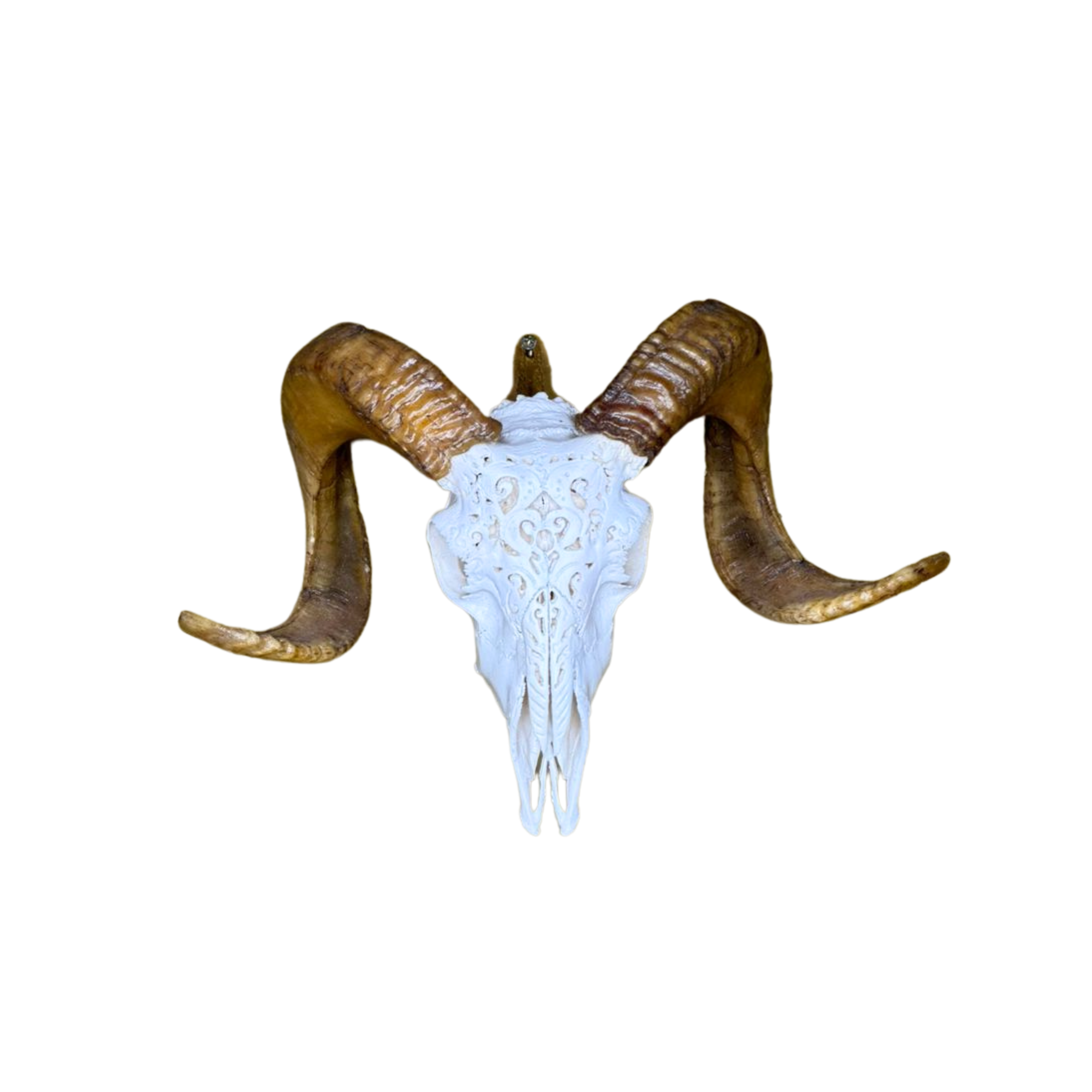 White Carved Ram Skull