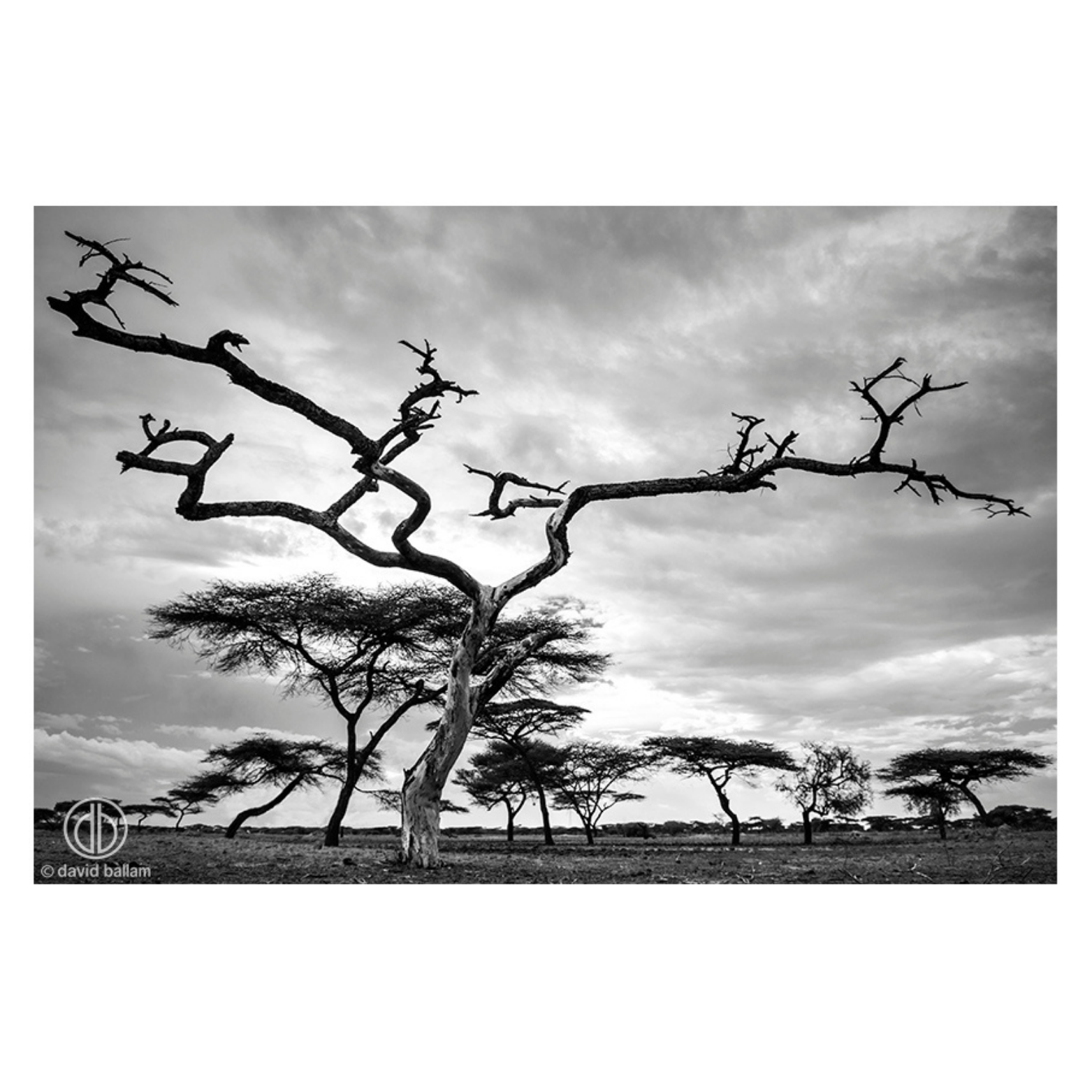 David Ballam Rolled Canvas Prints - Ethiopia's Omo Tribe (120cm x 80cm)