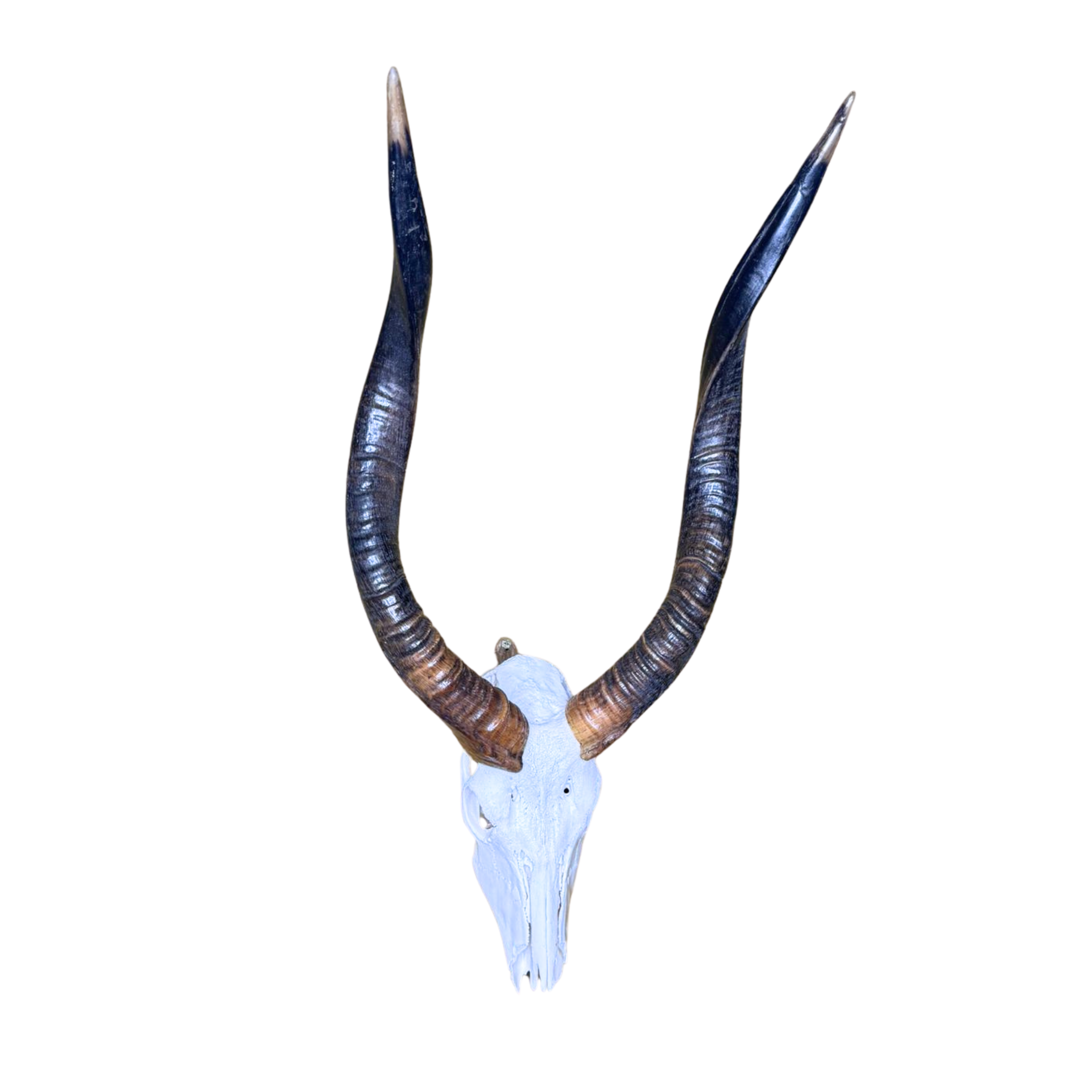 White Nyala Skull