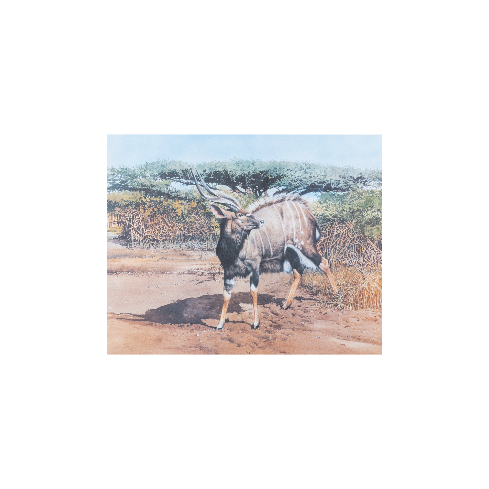 Hluhluwe Nyala Canvas Painting Print