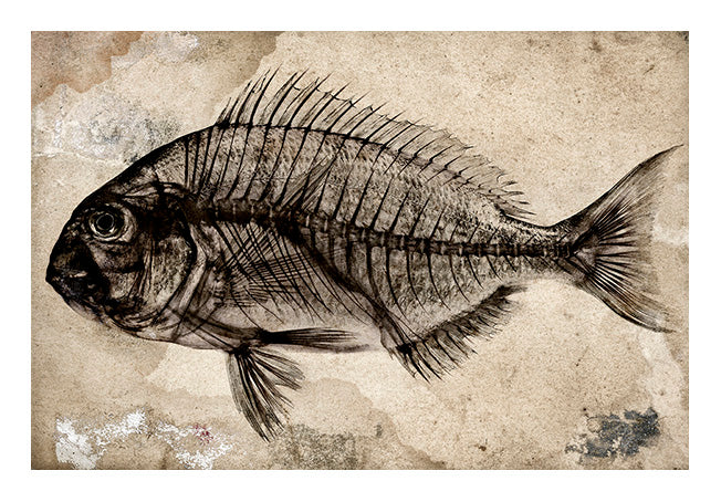 David Ballam Rolled Canvas Prints - Fish (120cm x 80cm)