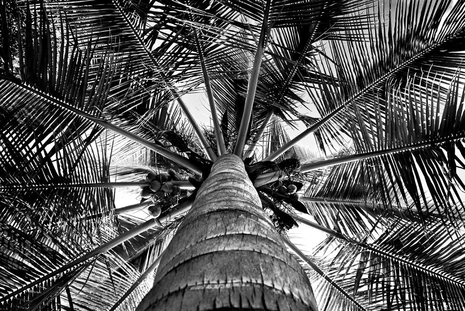 David Ballam Rolled Canvas Prints - Mozambique (120cm x 180cm)