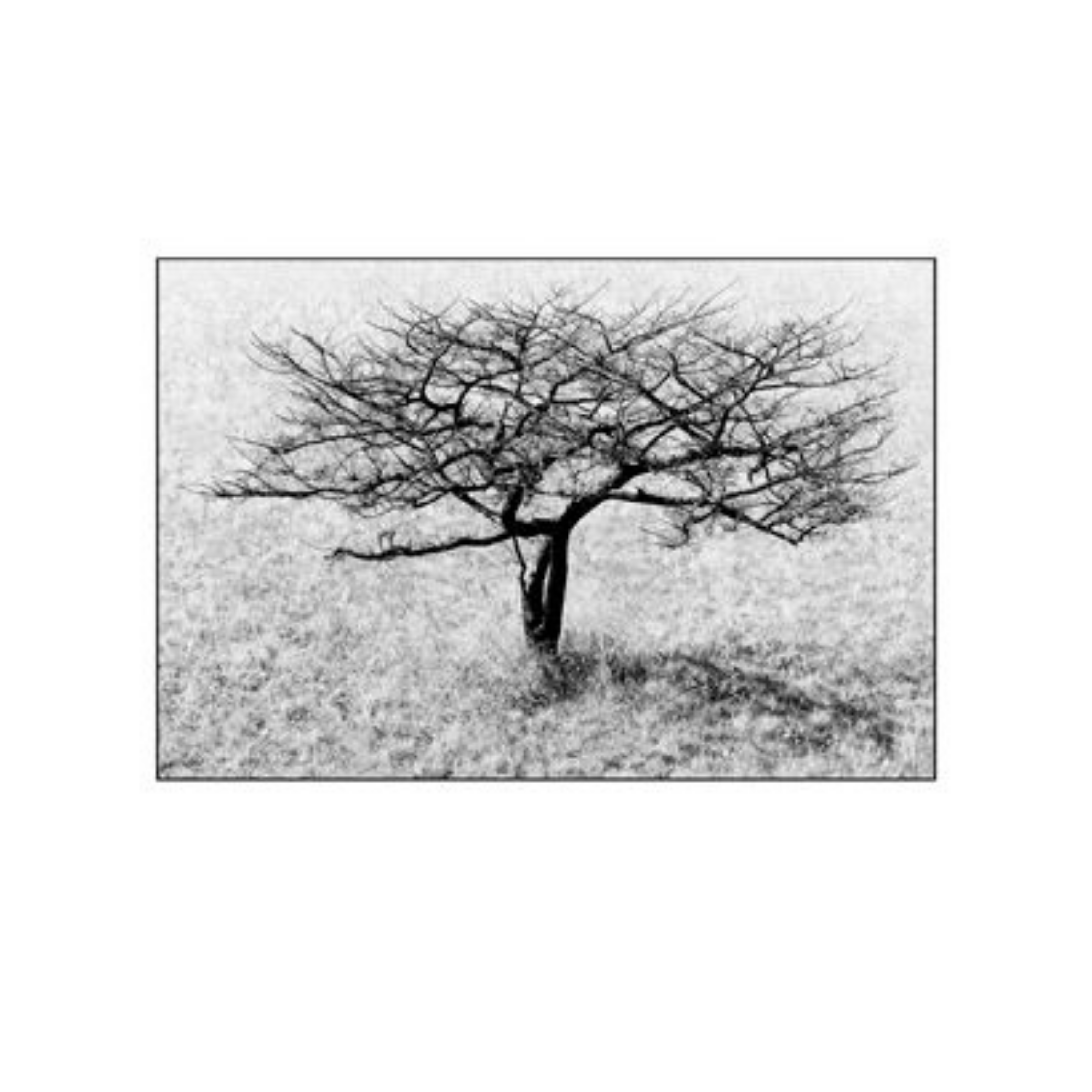 David Ballam Rolled Canvas Prints - Trees (120cm x 180cm)