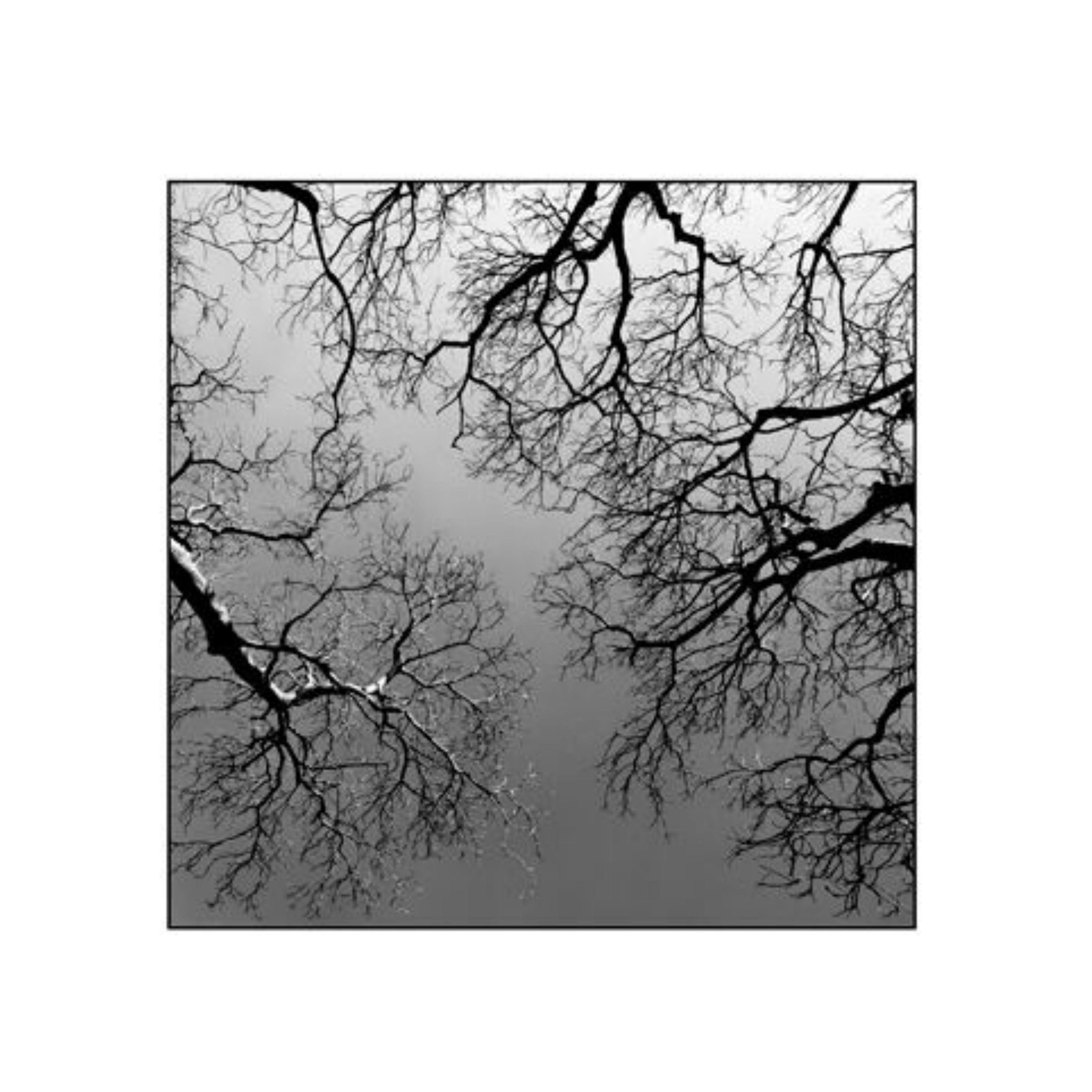 David Ballam Rolled Canvas Prints - Trees (120cm x 180cm)