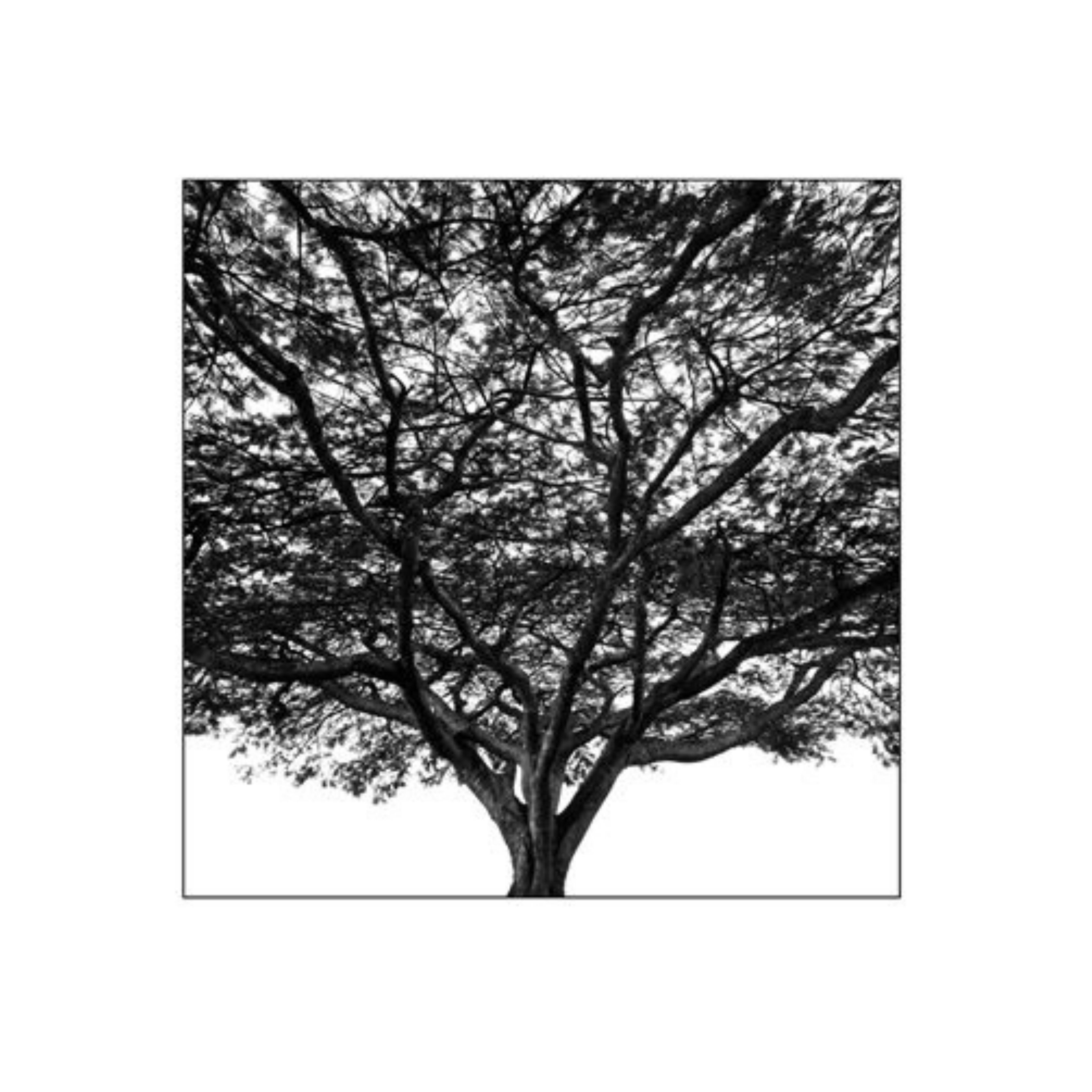 David Ballam Rolled Canvas Prints - Trees (120cm x 180cm)