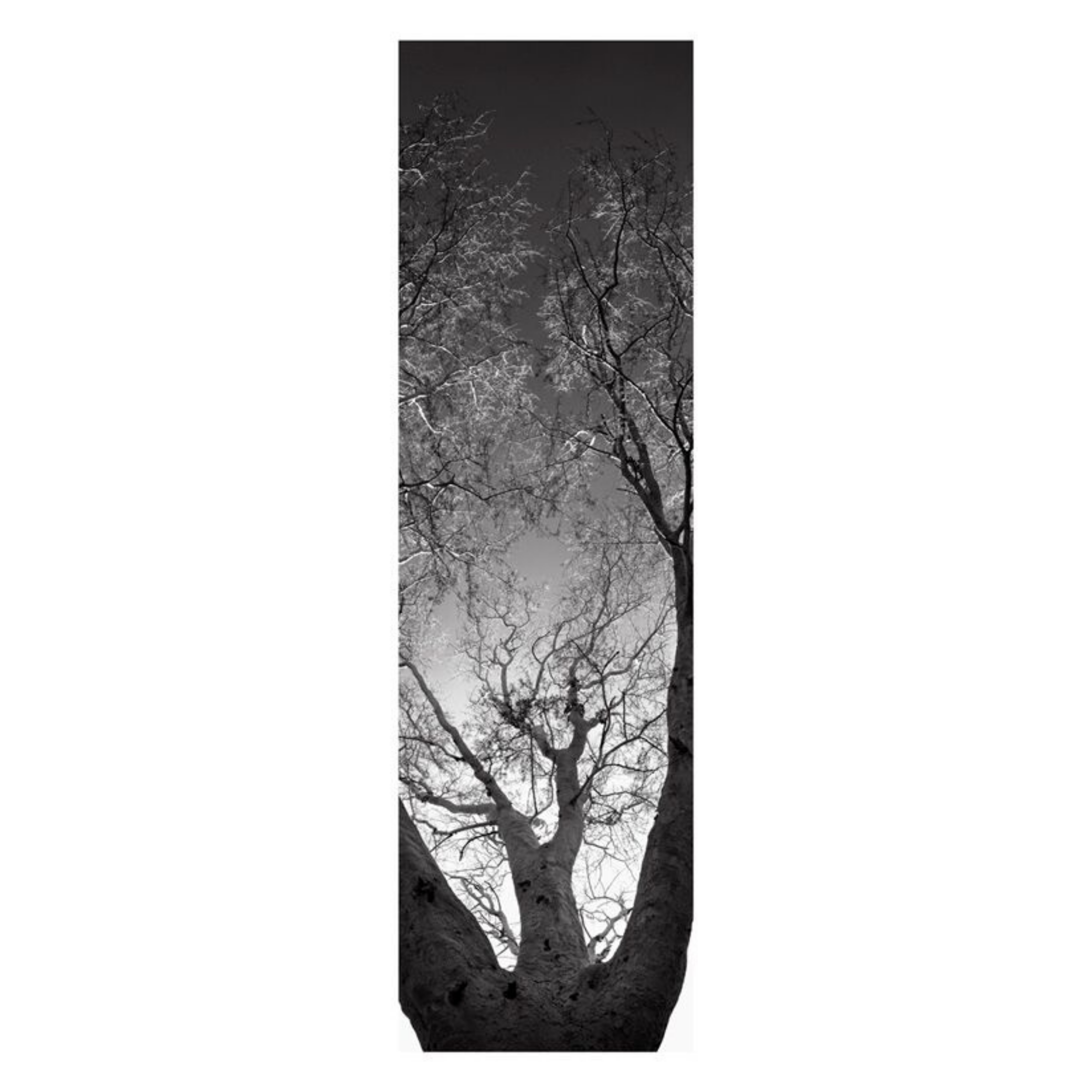 David Ballam Rolled Canvas Prints - Trees (120cm x 180cm)