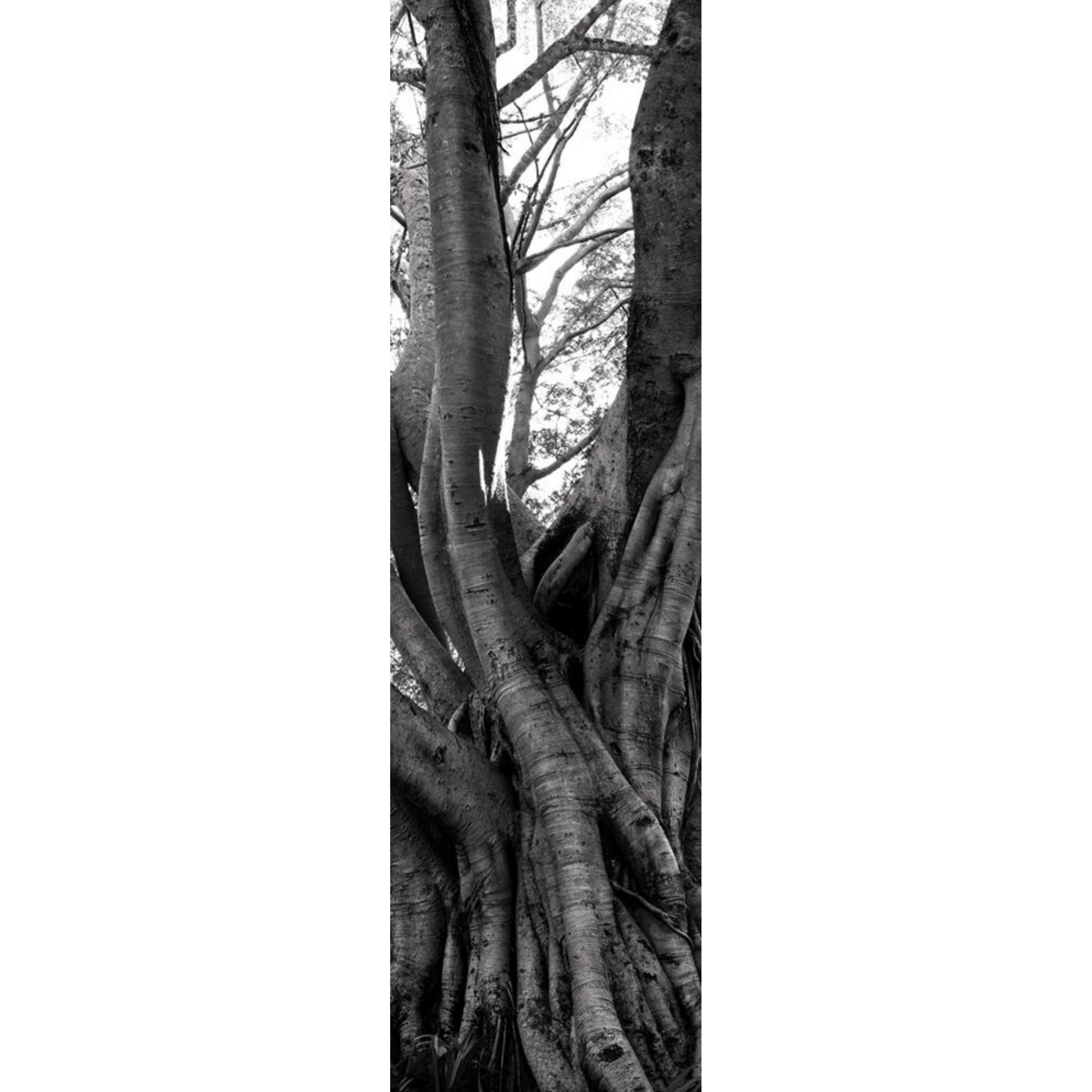 David Ballam Rolled Canvas Prints - Trees (120cm x 180cm)