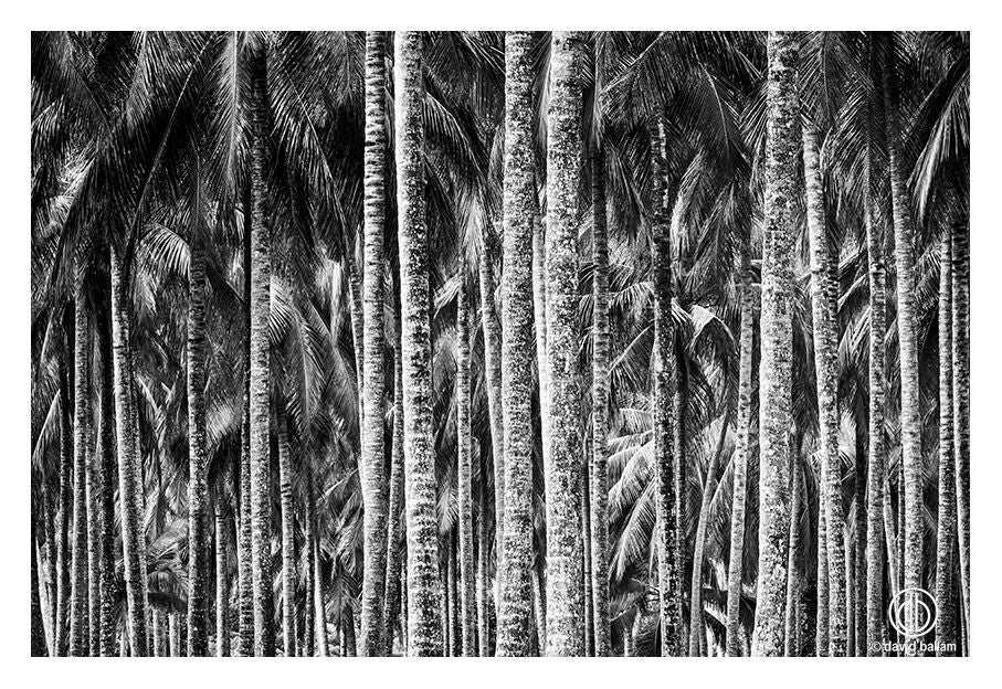 David Ballam Rolled Canvas Prints - Zanzibar On Land Collection (120cm x 180cm)