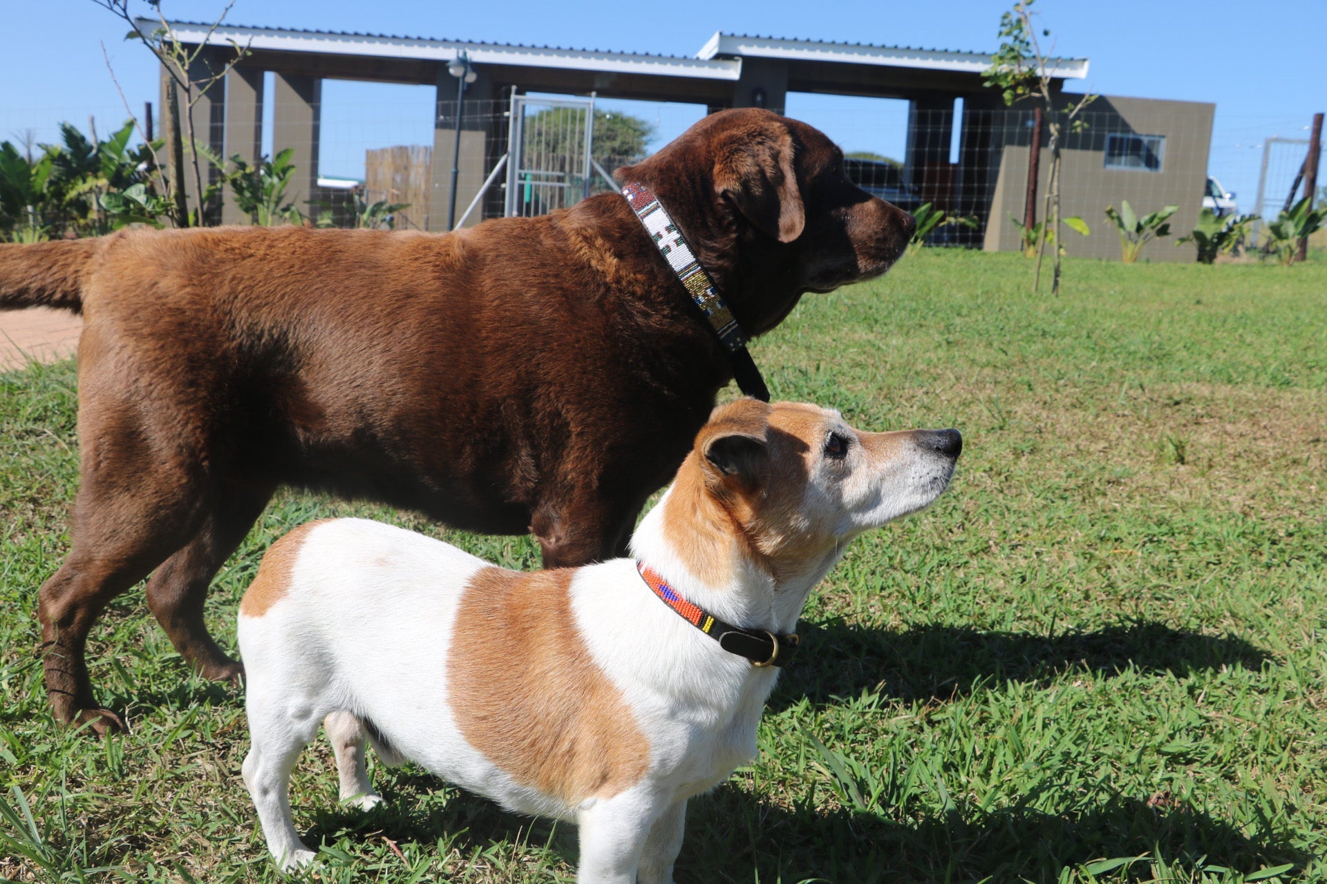 Small Leather Beaded Dog Collar