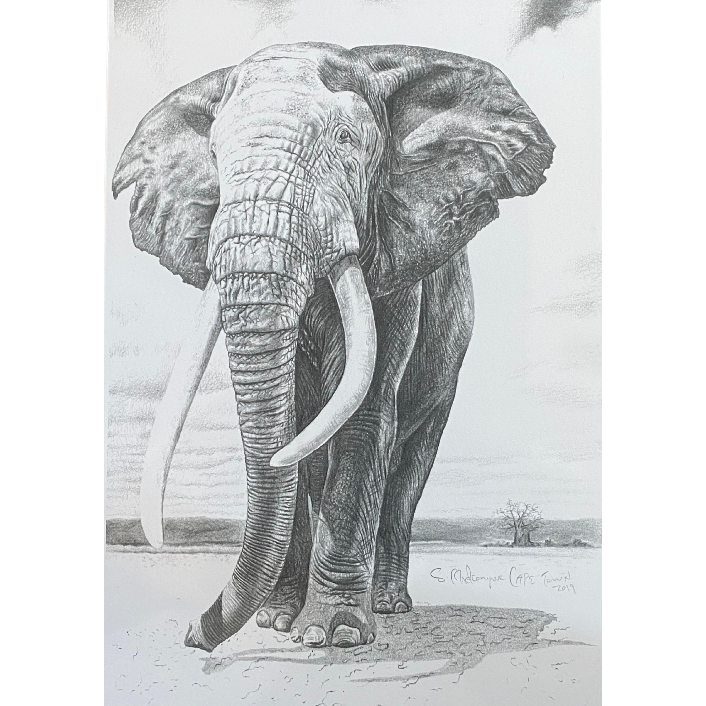 Hand Drawn Pencil Artwork Prints - Shadrack Chekenyere (Elephant)
