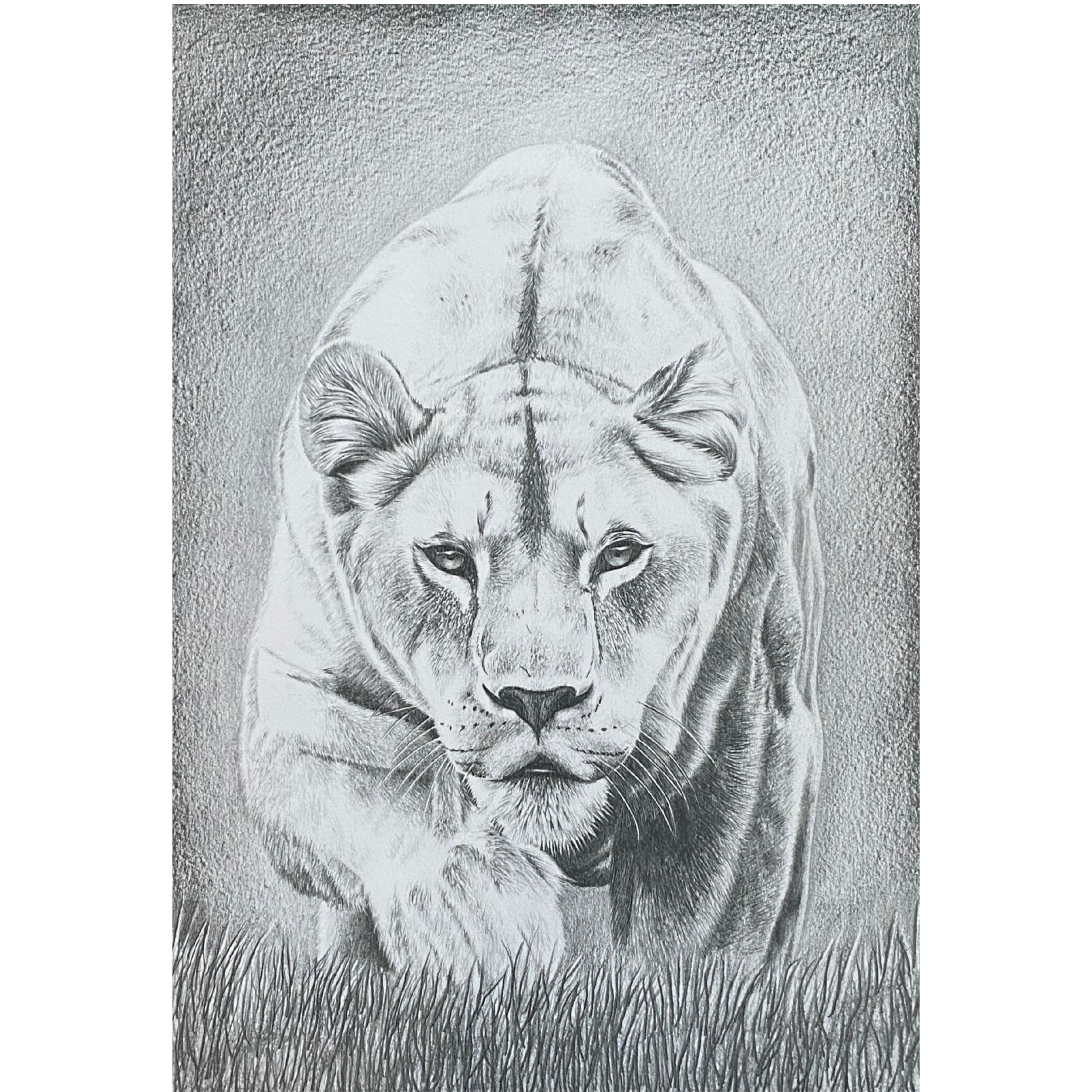 Hand Drawn Pencil Artwork Prints - Shadrack Chekenyere (Lion)
