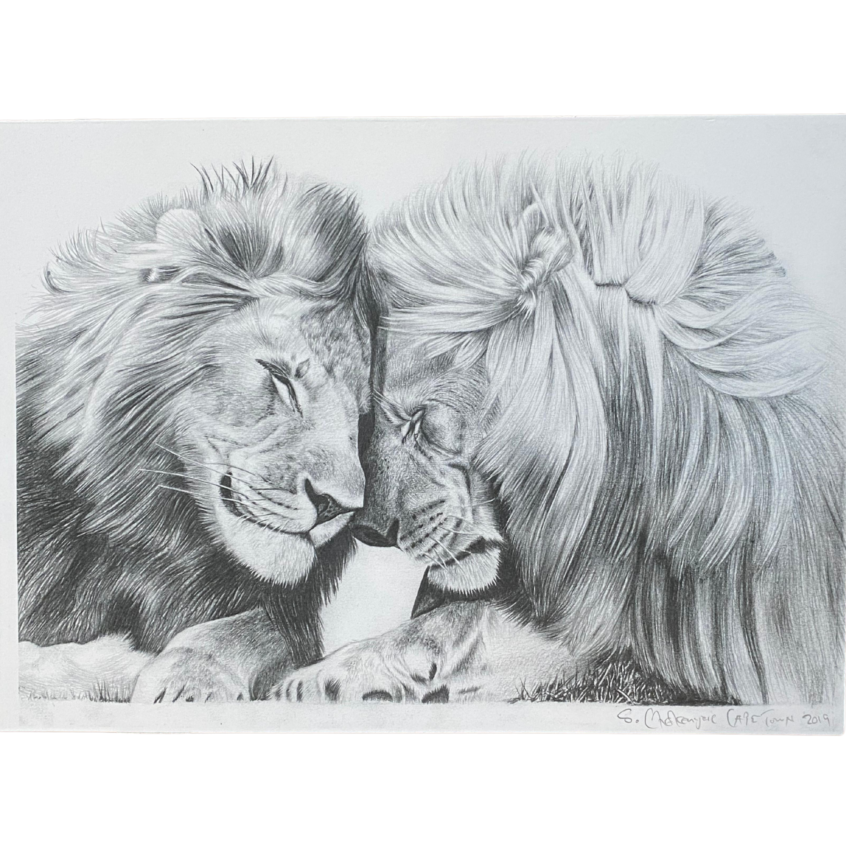 Hand Drawn Pencil Artwork Prints - Shadrack Chekenyere (Lion)