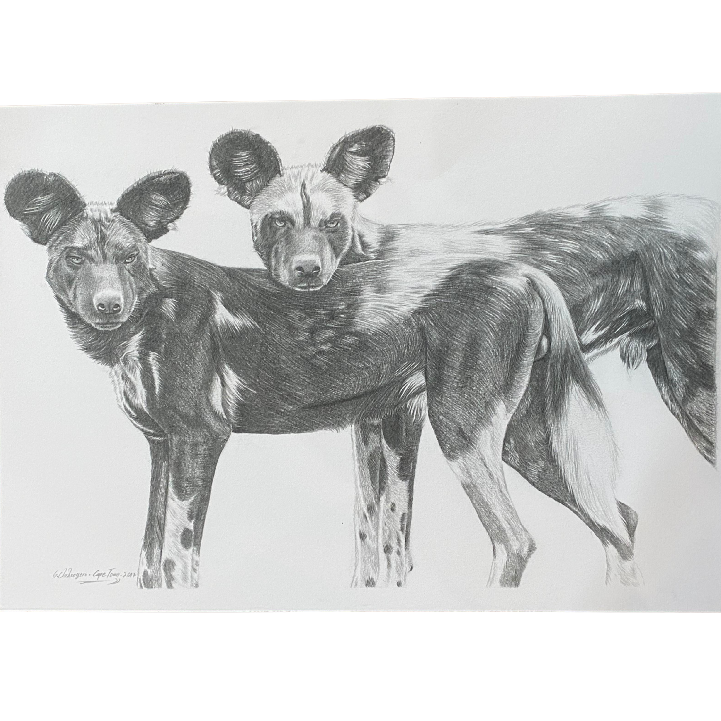 Hand Drawn Pencil Artwork Prints - Shadrack Chekenyere (Wild Dog)