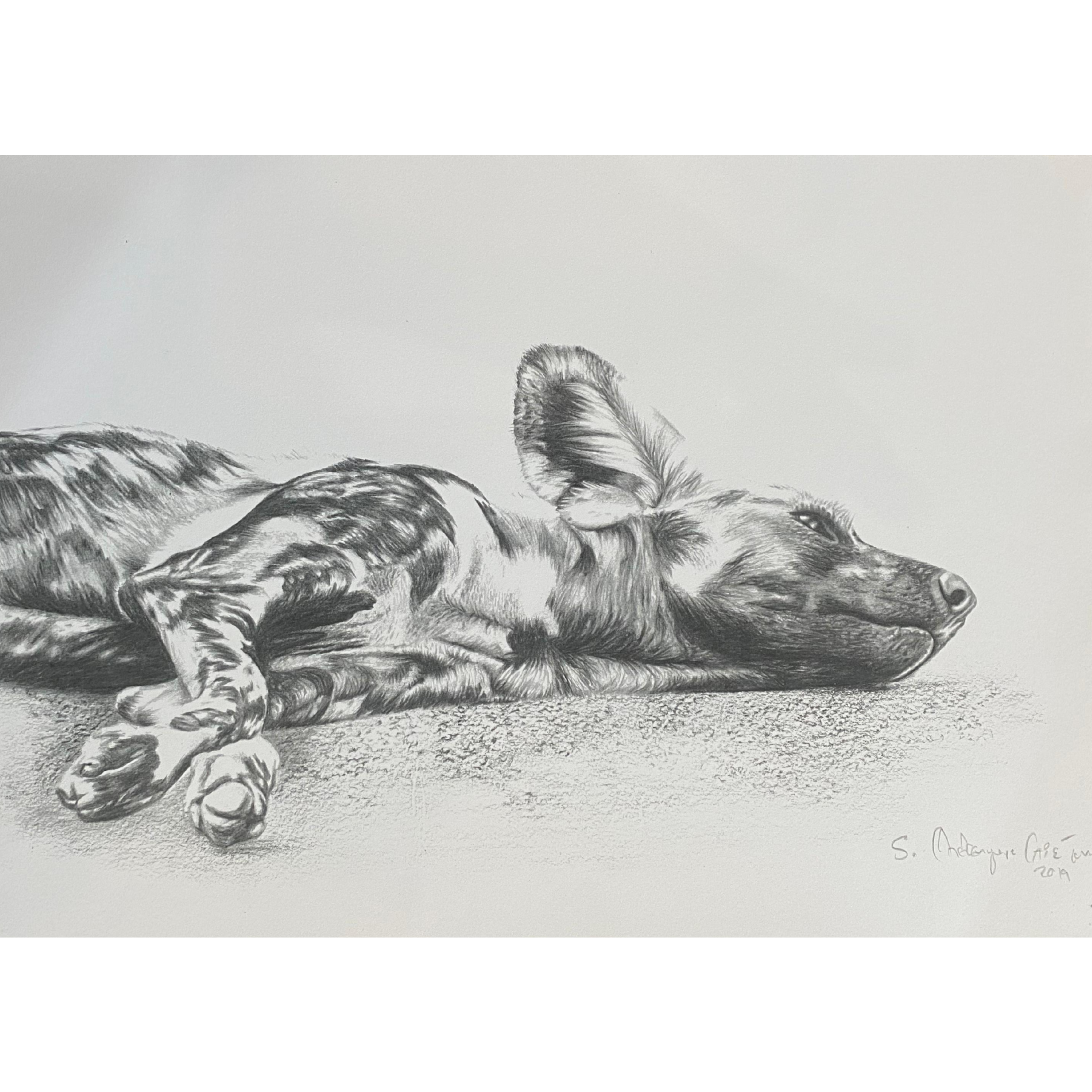 Hand Drawn Pencil Artwork Prints - Shadrack Chekenyere (Wild Dog)