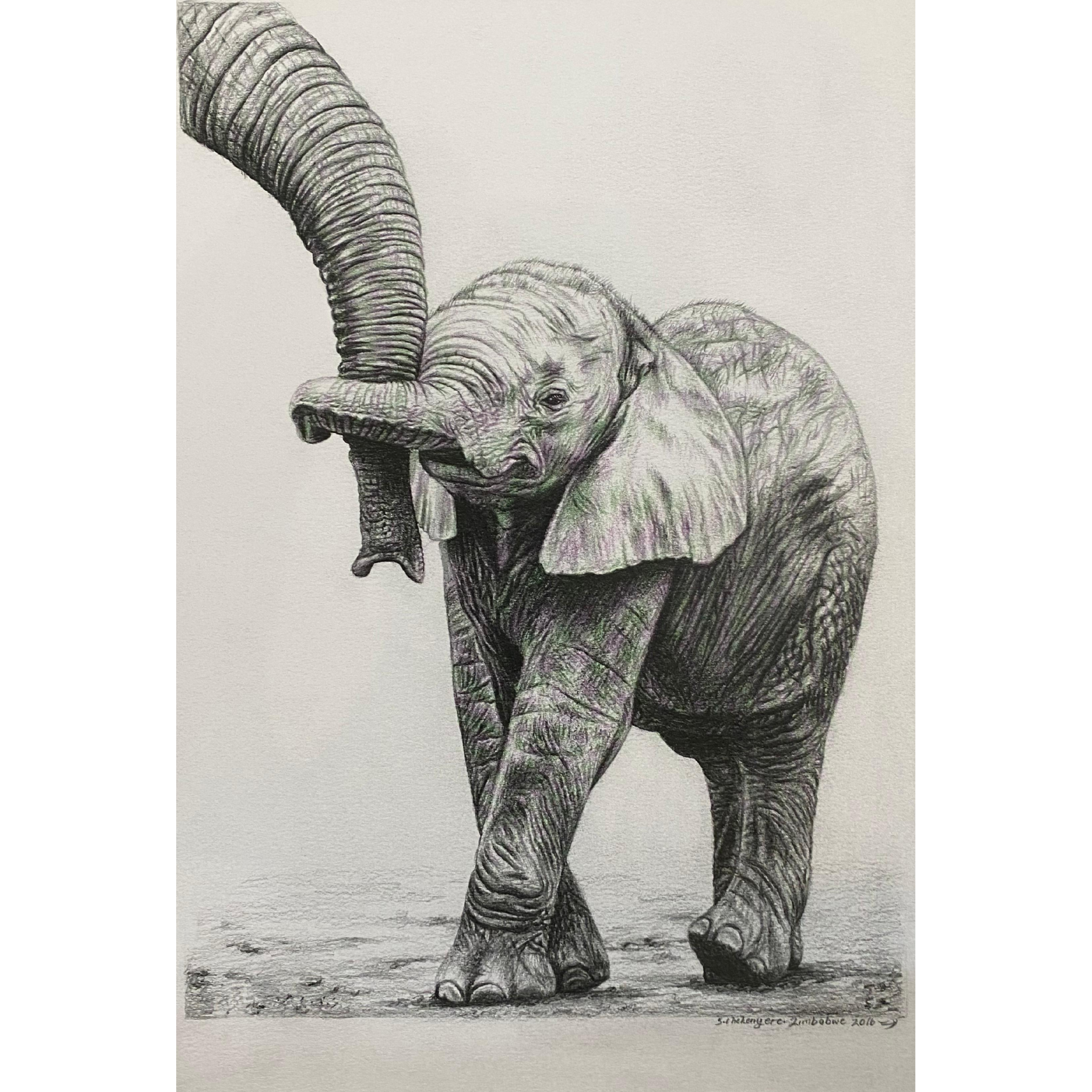 Hand Drawn Pencil Artwork Prints - Shadrack Chekenyere (Elephant)