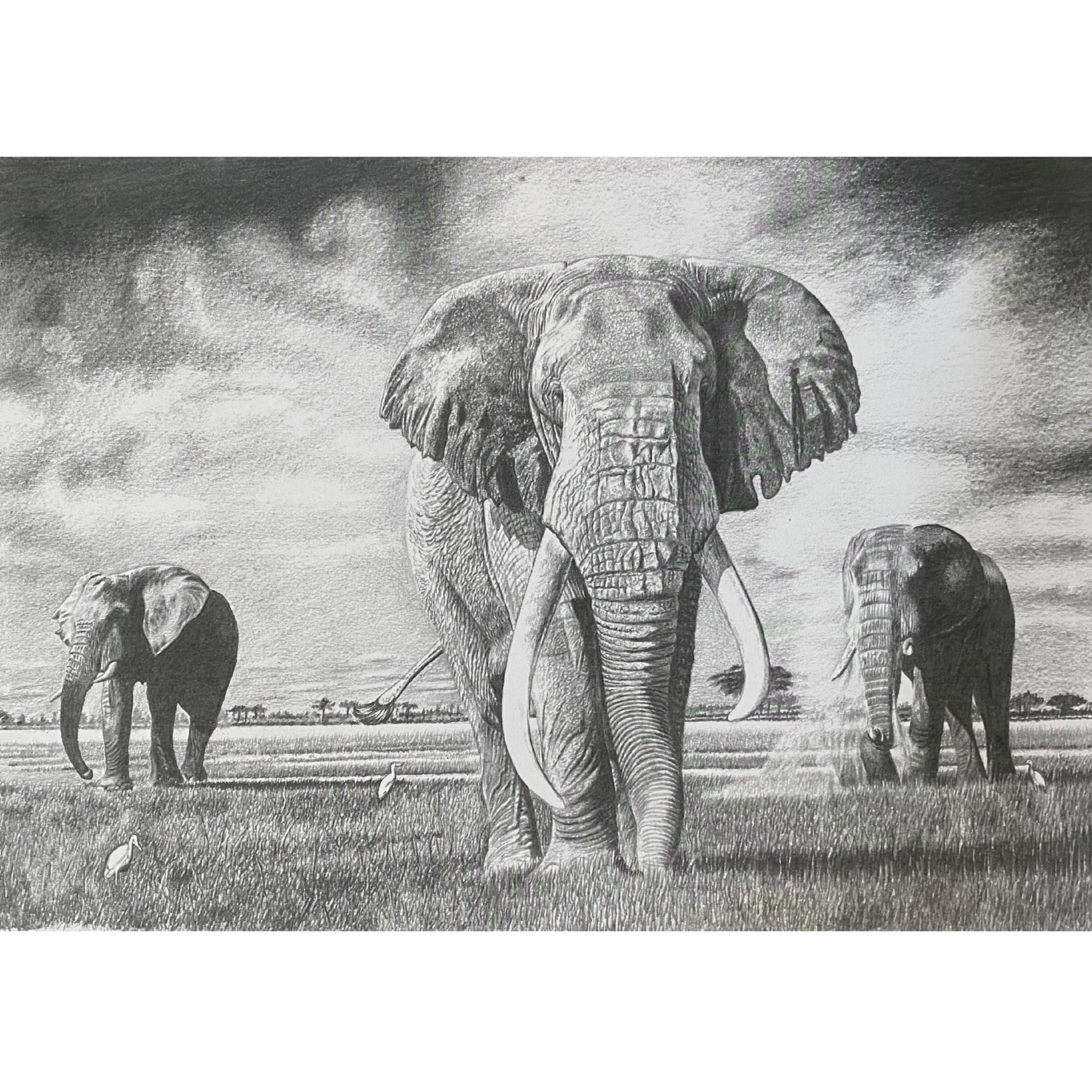 Hand Drawn Pencil Artwork Prints - Shadrack Chekenyere (Elephant)