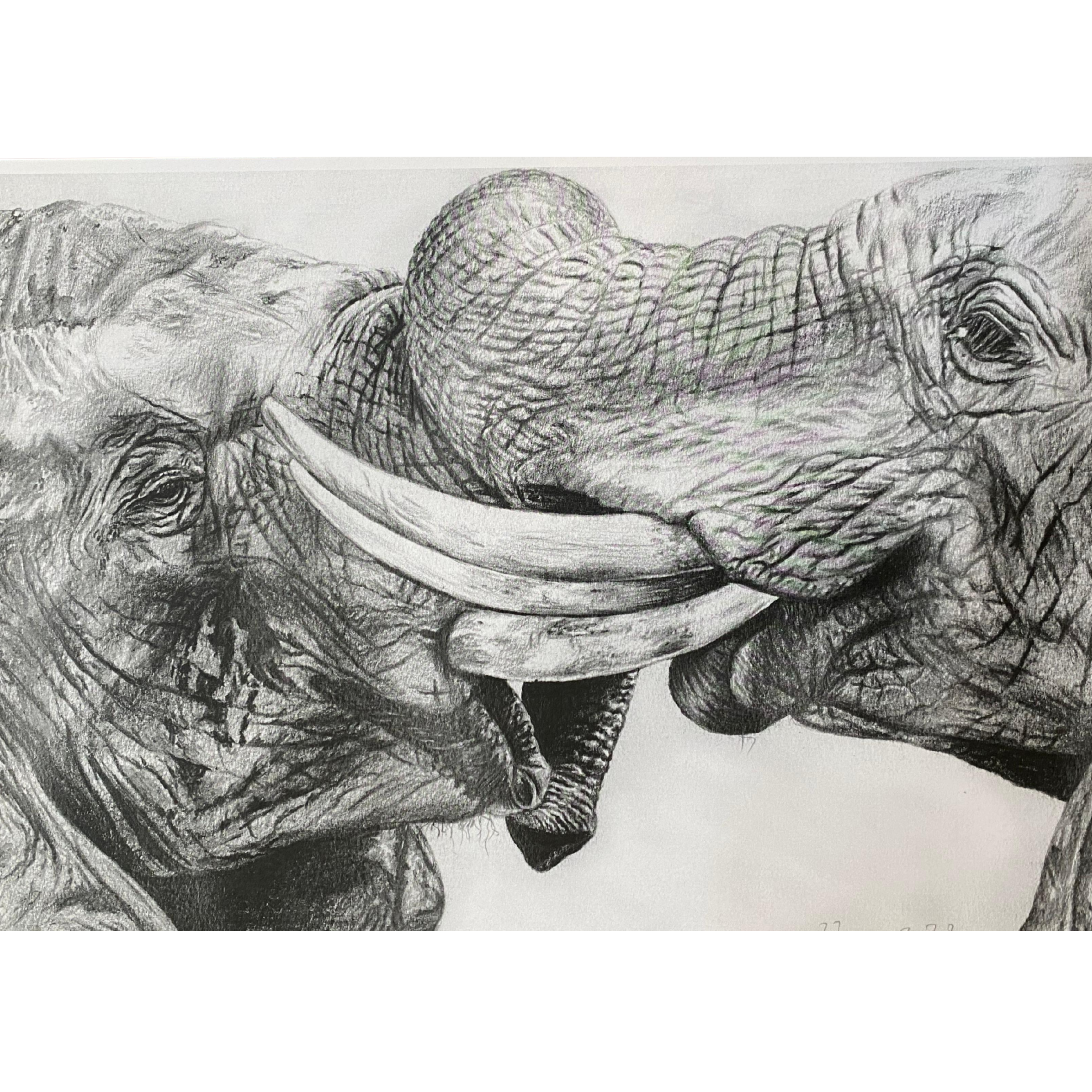 Hand Drawn Pencil Artwork Prints - Shadrack Chekenyere (Elephant)