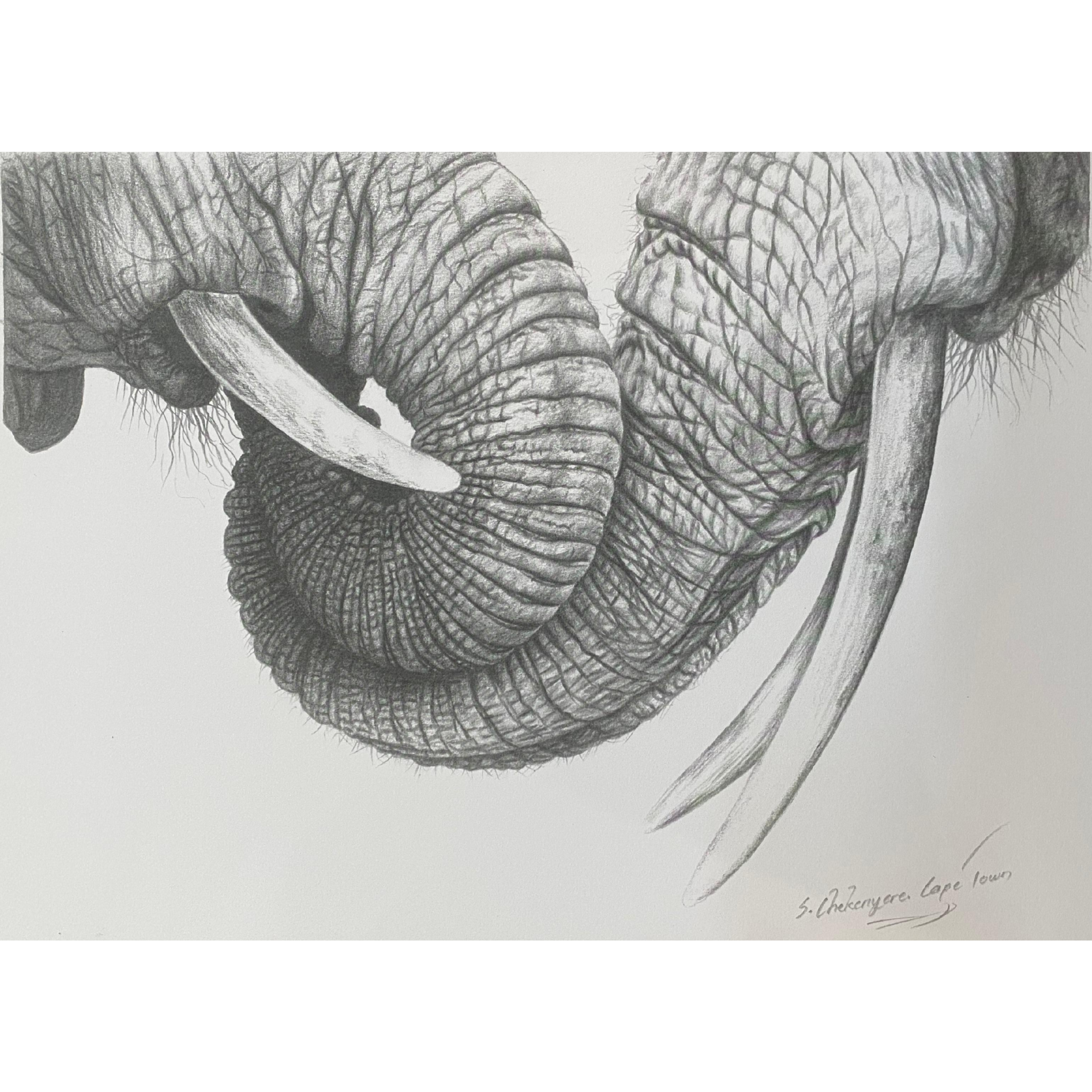 Hand Drawn Pencil Artwork Prints - Shadrack Chekenyere (Elephant)