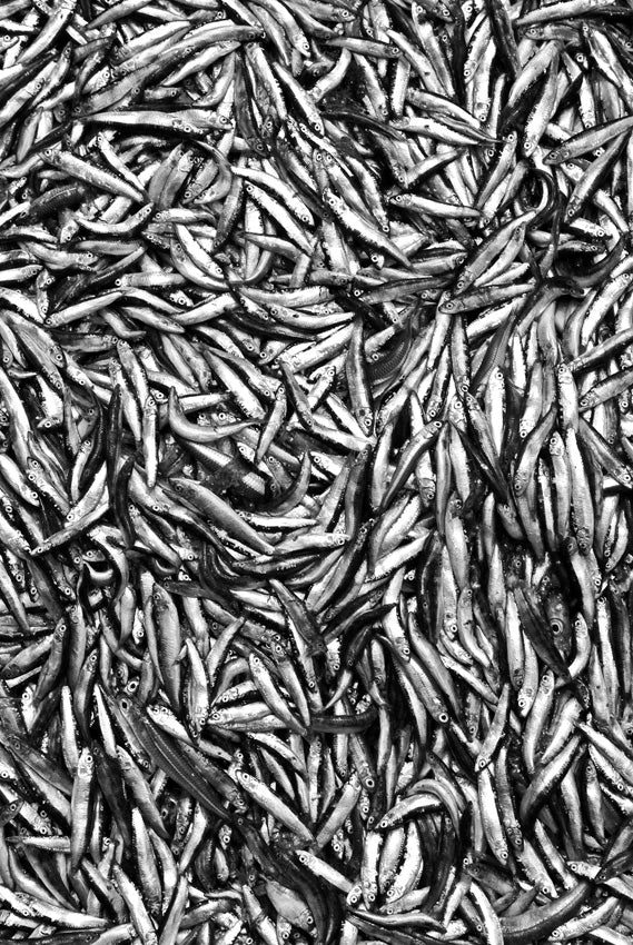 David Ballam Rolled Canvas Prints - Ihla Collection (120cm x 180cm)