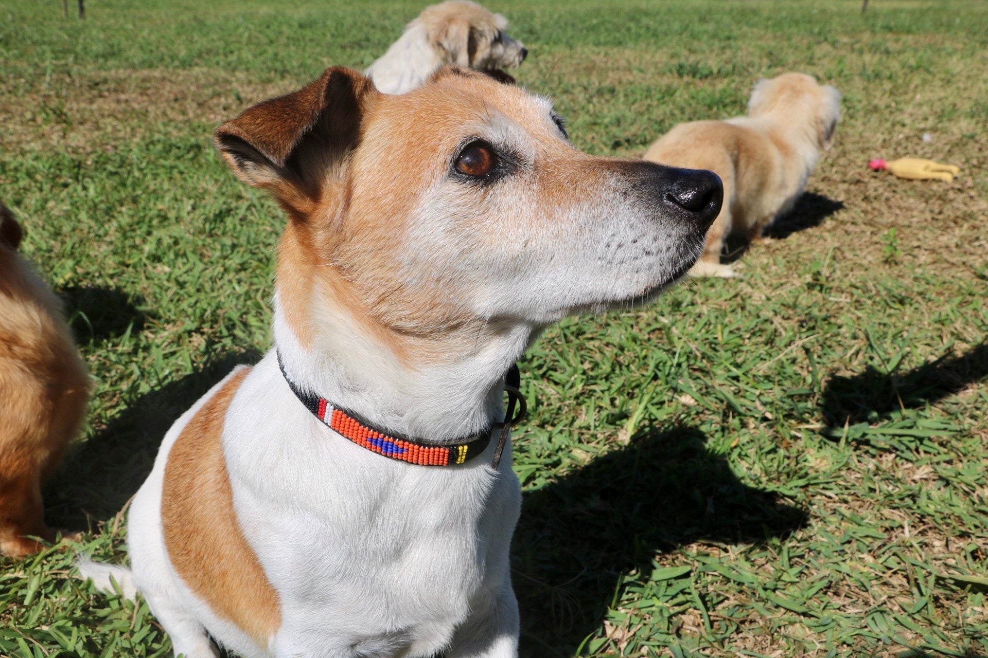 Small Leather Beaded Dog Collar