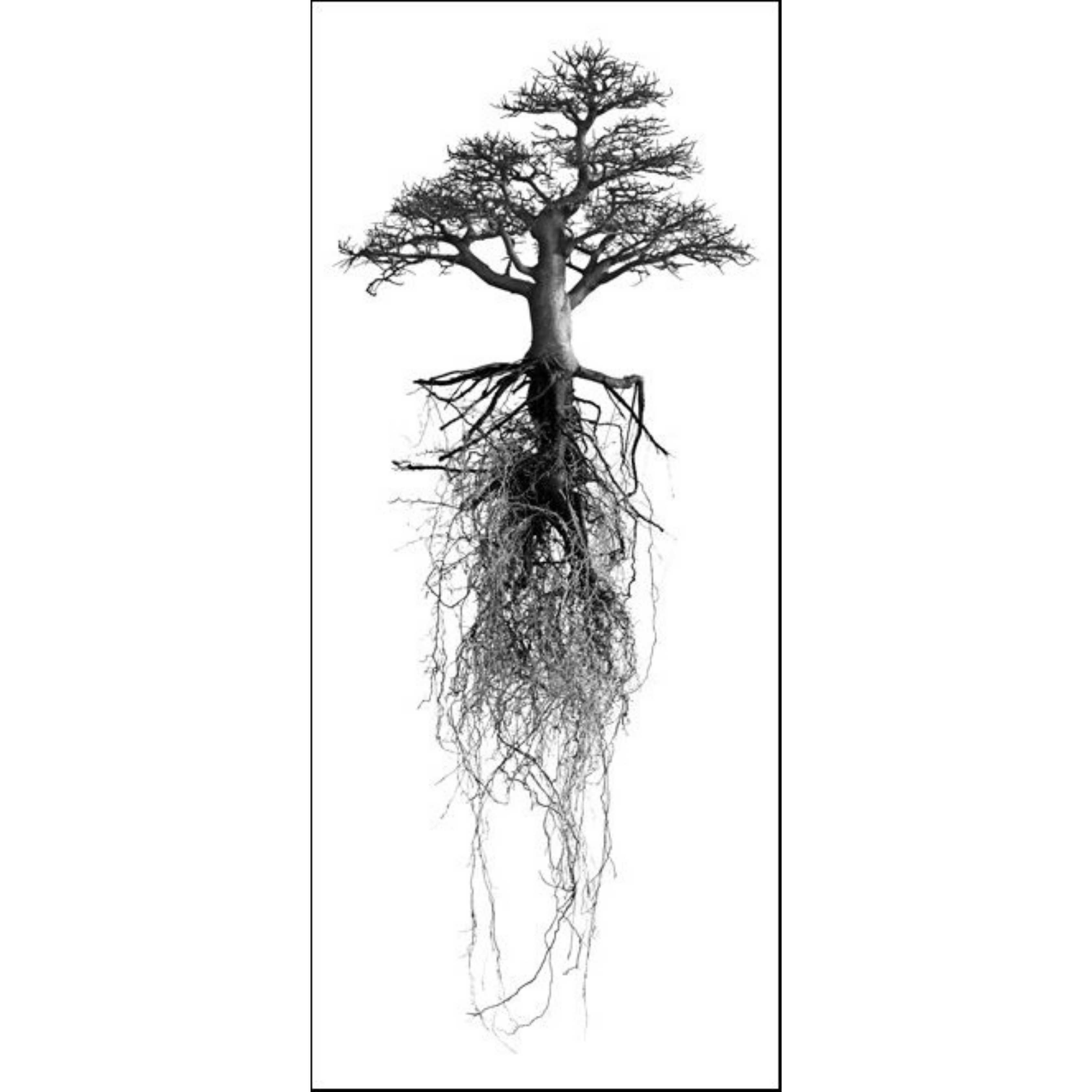 David Ballam Rolled Canvas Prints - Trees (120cm x 180cm)