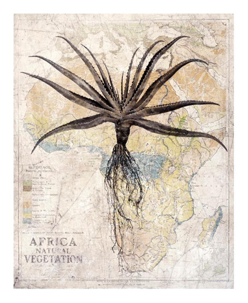 David Ballam Rolled Canvas Prints - Aloes Collection (120cm x 80cm)