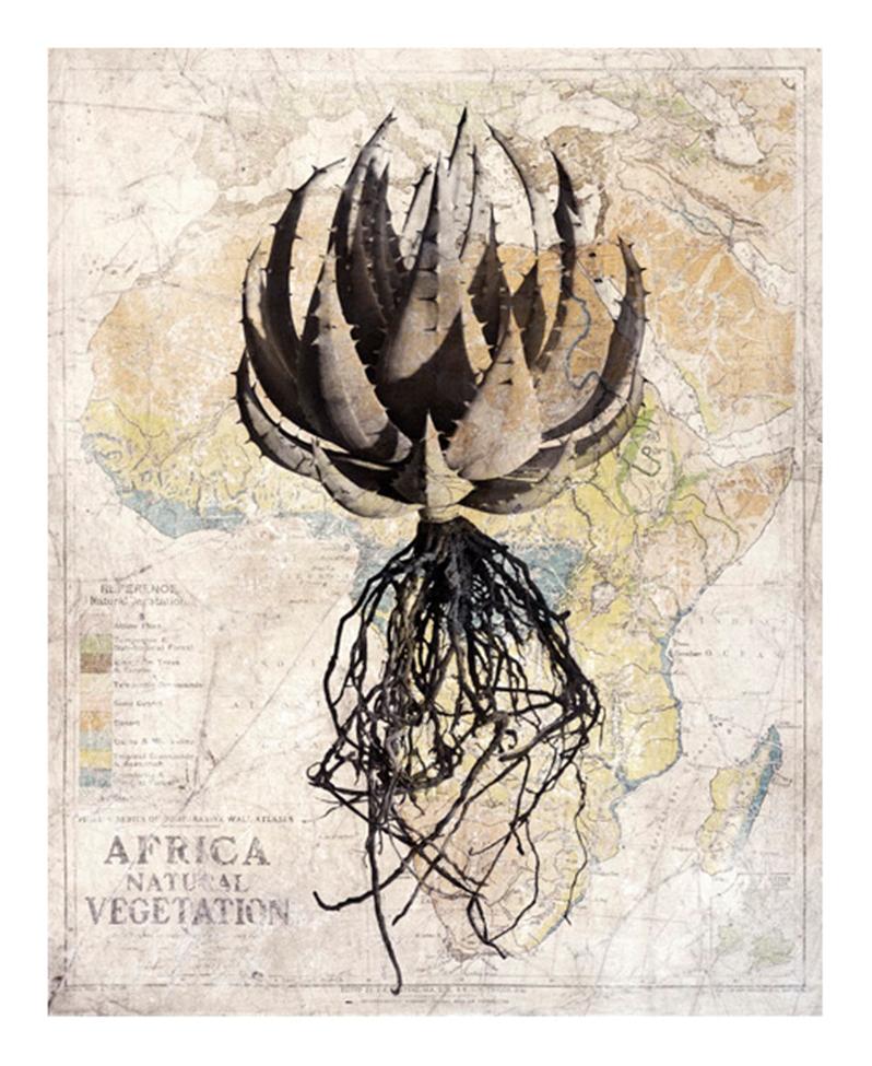 David Ballam Rolled Canvas Prints - Aloes Collection (120cm x 80cm)