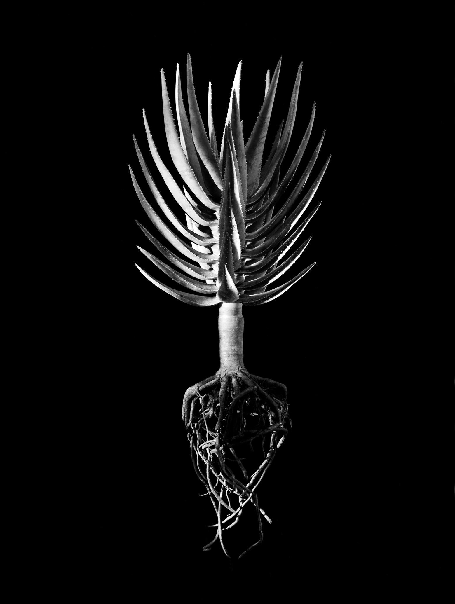 David Ballam Rolled Canvas Prints - Aloe Collection (120cm x 180cm)