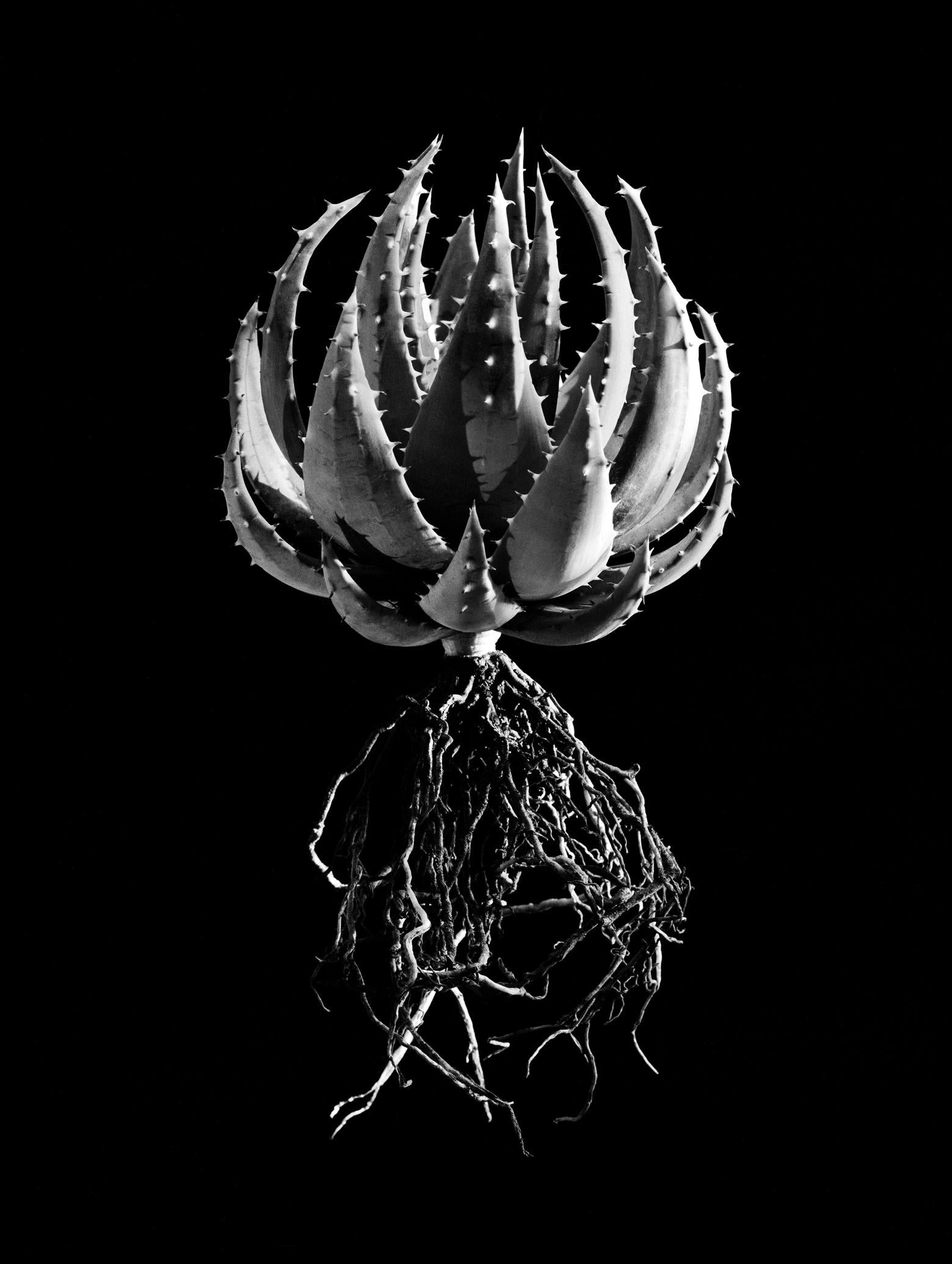 David Ballam Rolled Canvas Prints - Aloe Collection (120cm x 180cm)