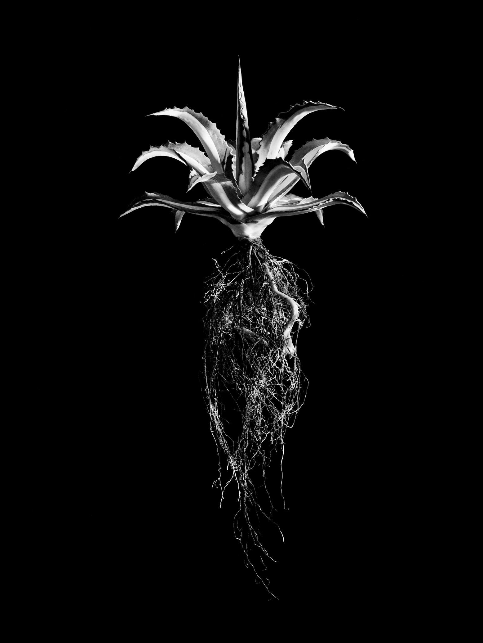 David Ballam Rolled Canvas Prints - Aloe Collection (120cm x 180cm)