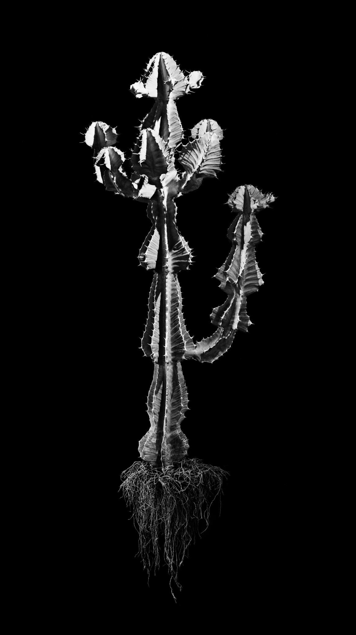 David Ballam Rolled Canvas Prints - Aloe Collection (120cm x 180cm)